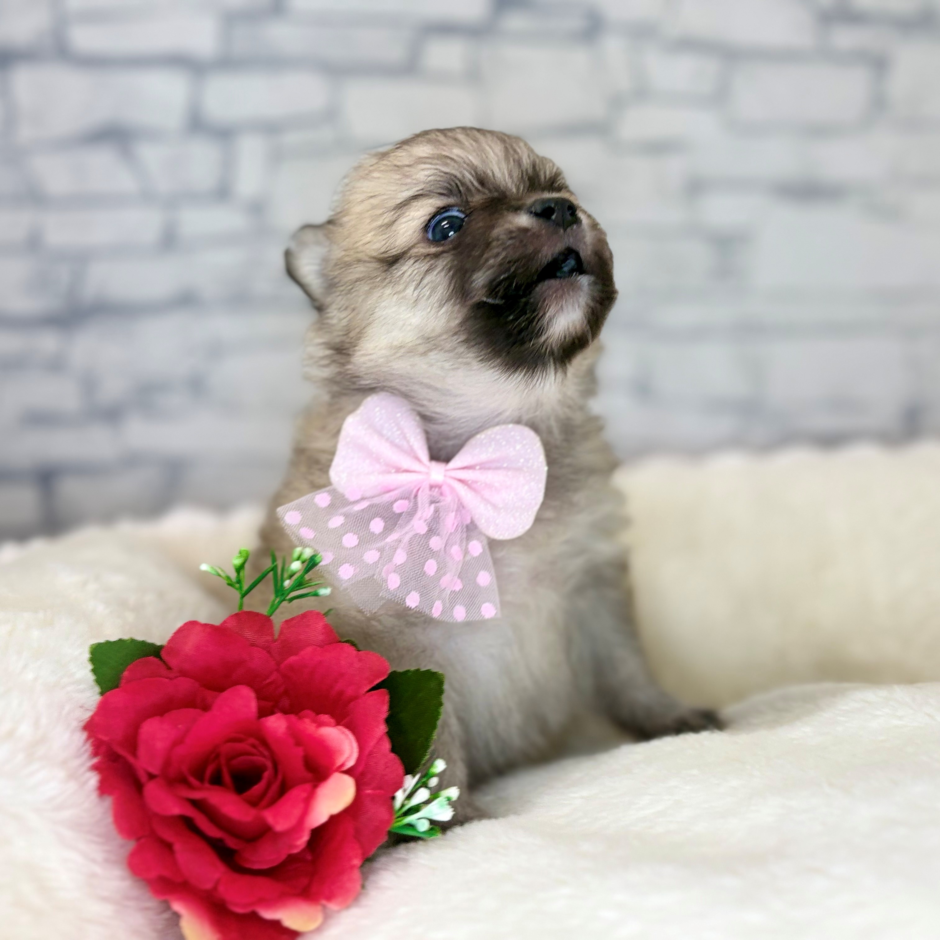 長野県のポメチワ/チワポメ/ポメチー(ポメラニアン×チワワ) (犬の家＆猫の里長野店/2025年12月23日生まれ/女の子/オレンジ)の子犬の2枚目の画像