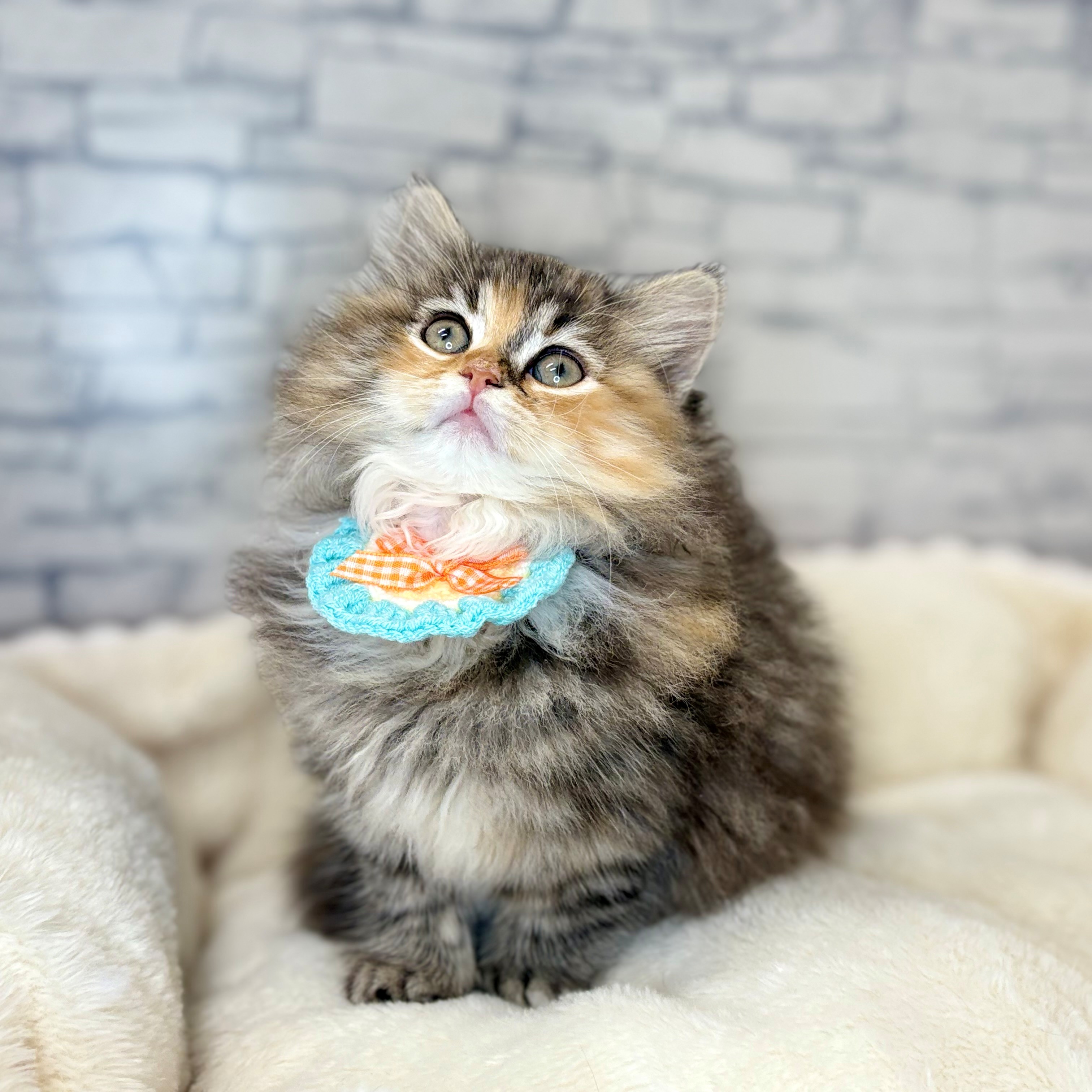 長野県のサイベリアン (犬の家＆猫の里長野店/2025年12月18日生まれ/女の子/ブラウンマッカレルタビーホワイト)の子猫の2枚目の画像