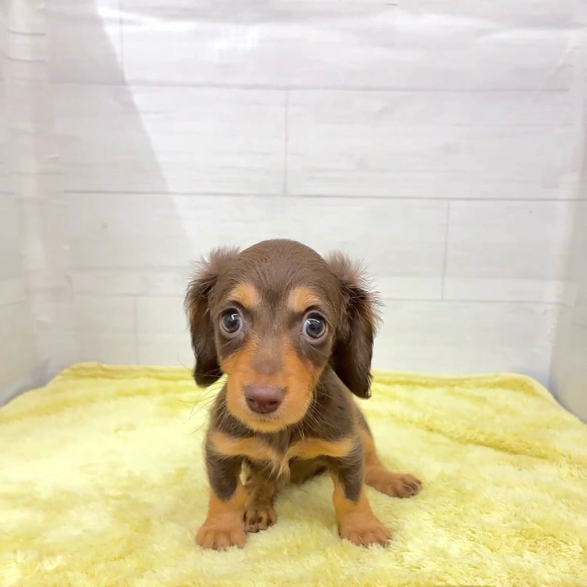 愛知県のミニチュアダックスフンド(ロング) (犬の家＆猫の里碧南店/2025年12月19日生まれ/女の子/チョコレートタン)の子犬の1枚目の画像