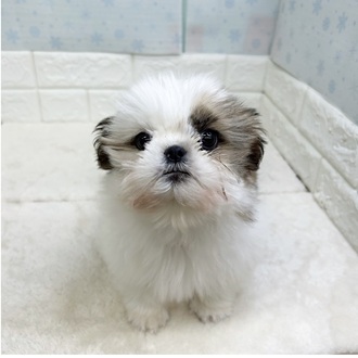 静岡県のシーズー (犬の家＆猫の里マークイズ静岡店/2025年12月20日生まれ/男の子/ホワイトゴールド)の子犬の2枚目の画像