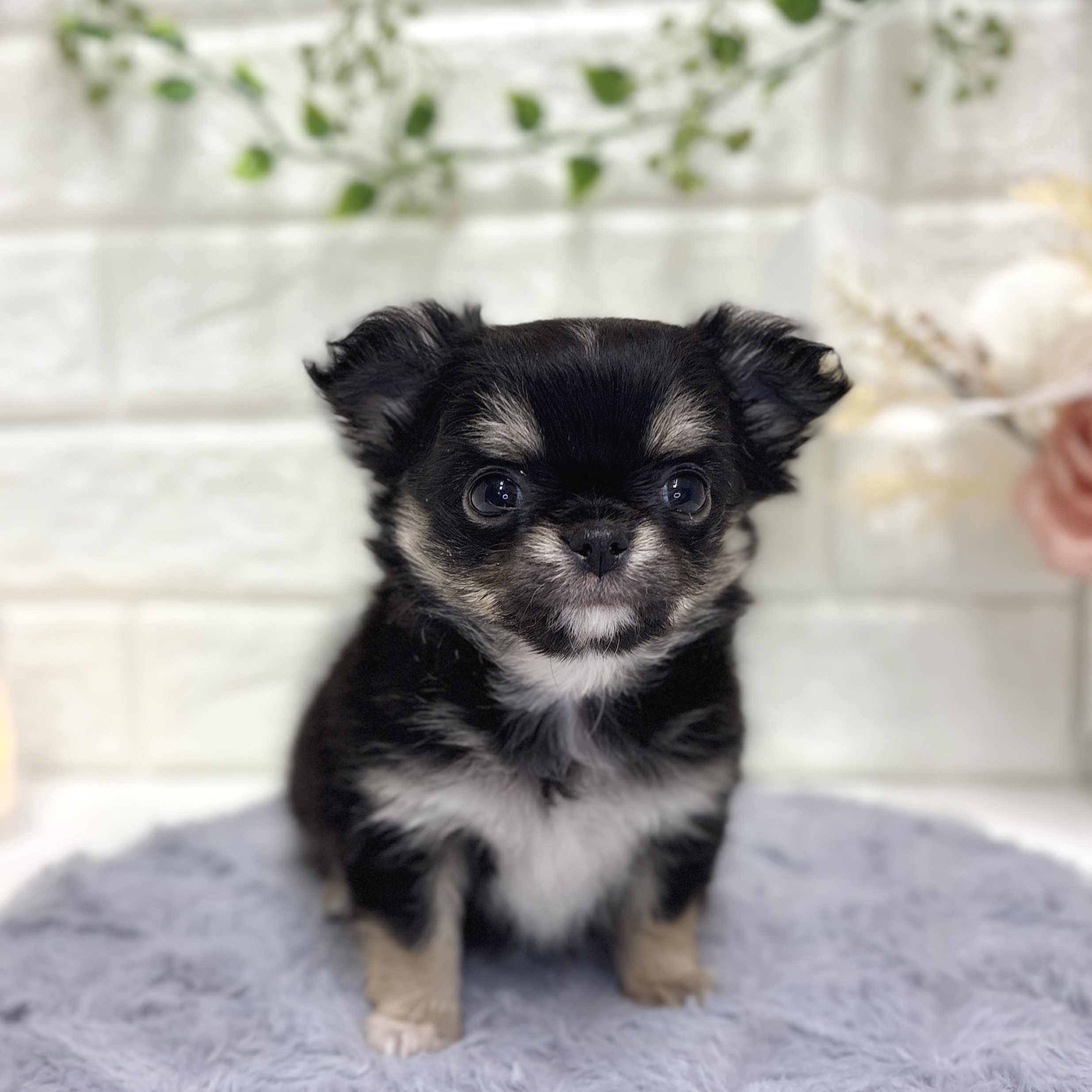 神奈川県のチワワ(ロング) (犬の家＆猫の里相模原店/2025年12月21日生まれ/女の子/ブラックタンホワイト)の子犬の1枚目の画像