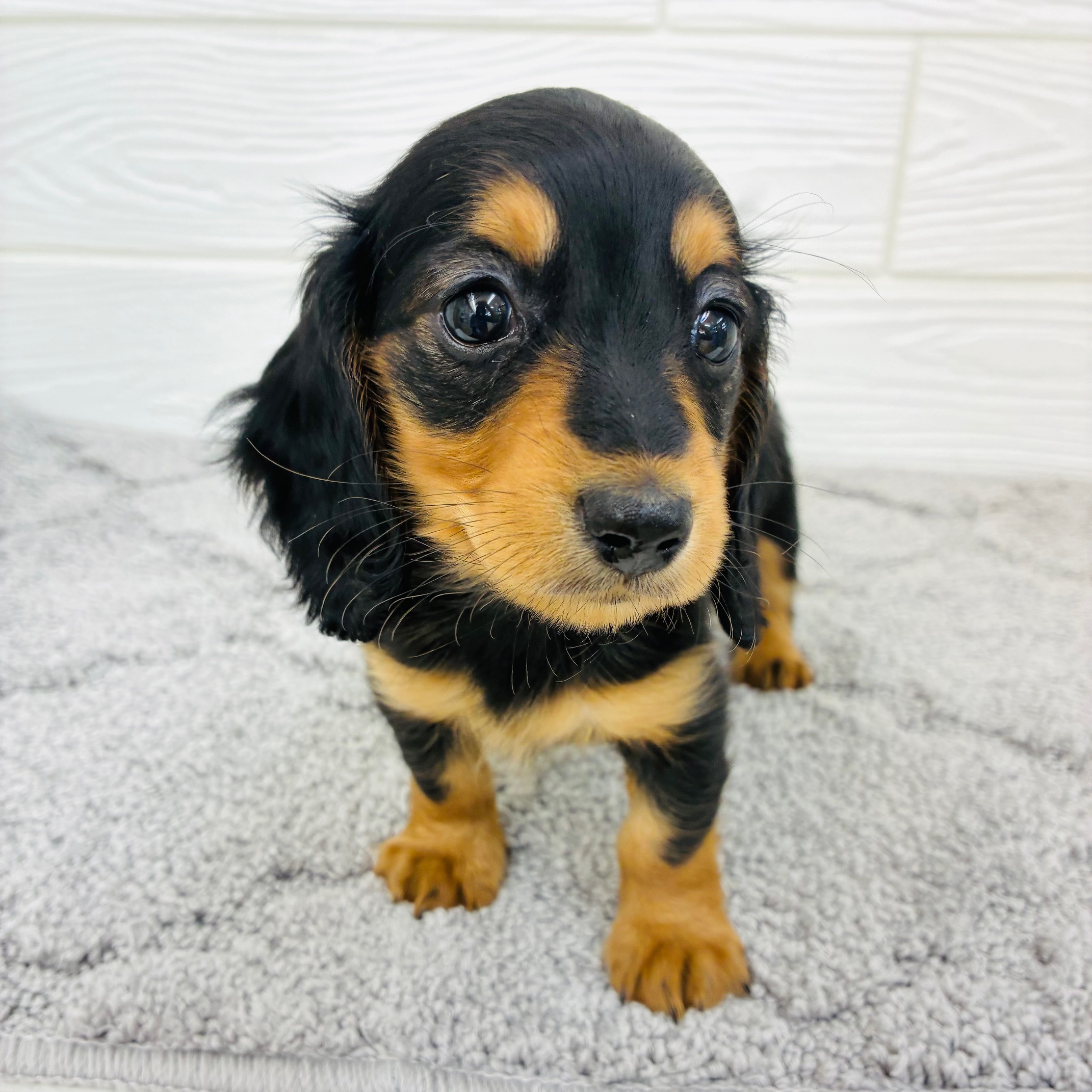 愛知県のミニチュアダックスフンド(ロング) (犬の家＆猫の里七宝店/2025年12月20日生まれ/女の子/ブラックタン)の子犬の2枚目の画像