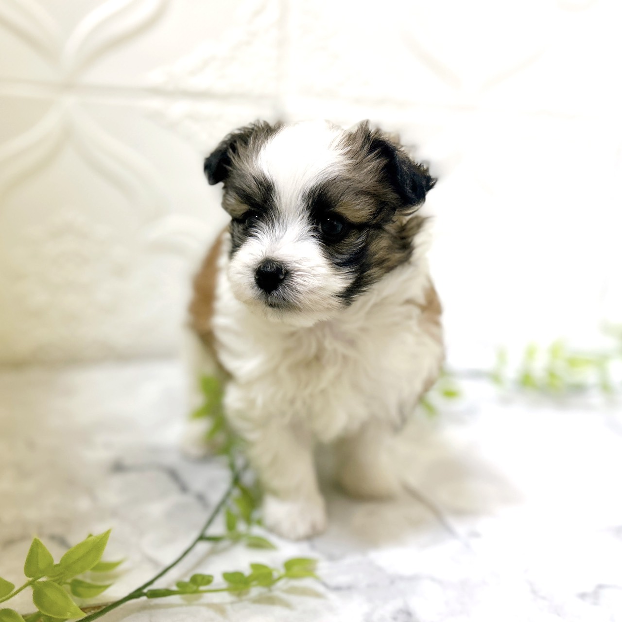 愛知県のハーフ犬・ミックス犬 (犬の家＆猫の里岡崎店/2025年12月23日生まれ/男の子/ホワイトブラウン)の子犬の2枚目の画像