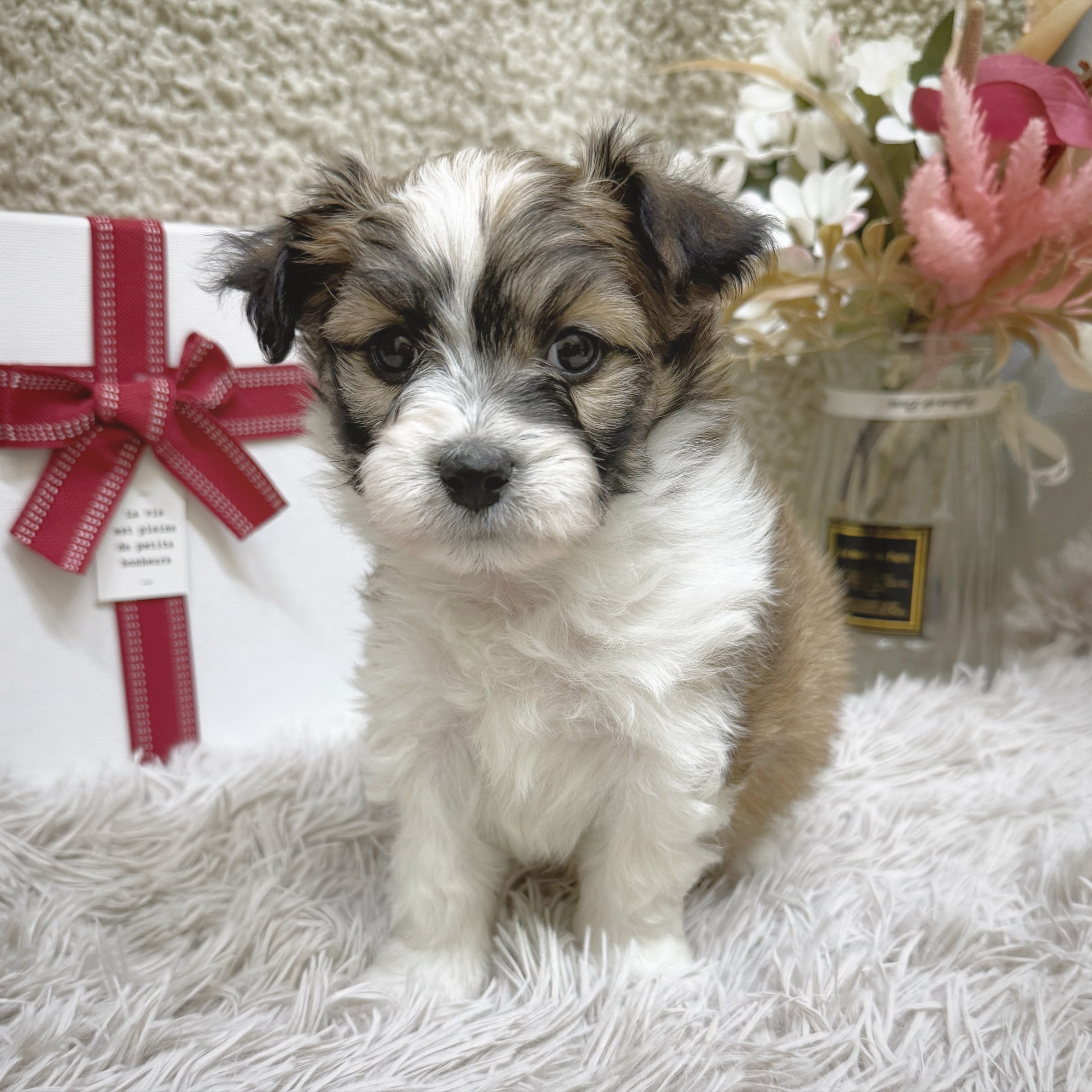 静岡県のハーフ犬・ミックス犬 (犬の家＆猫の里藤枝店/2025年12月23日生まれ/男の子/ホワイトブラウン)の子犬の2枚目の画像