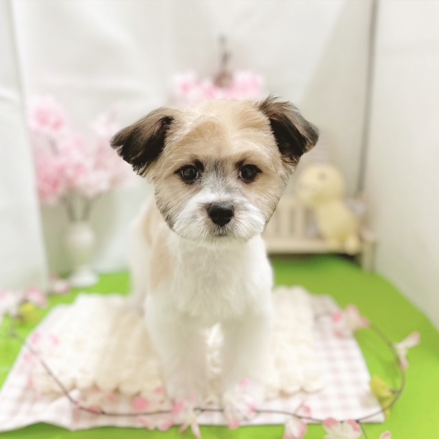 静岡県のハーフ犬・ミックス犬 (犬の家＆猫の里藤枝店/2025年12月23日生まれ/男の子/ホワイトブラウン)の子犬の1枚目の画像