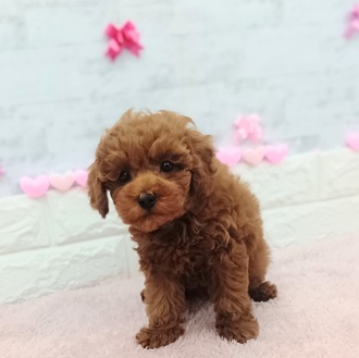 静岡県のトイプードル(トイ) (犬の家＆猫の里プレ葉ウォーク浜北店/2025年12月20日生まれ/男の子/レッド)の子犬の2枚目の画像