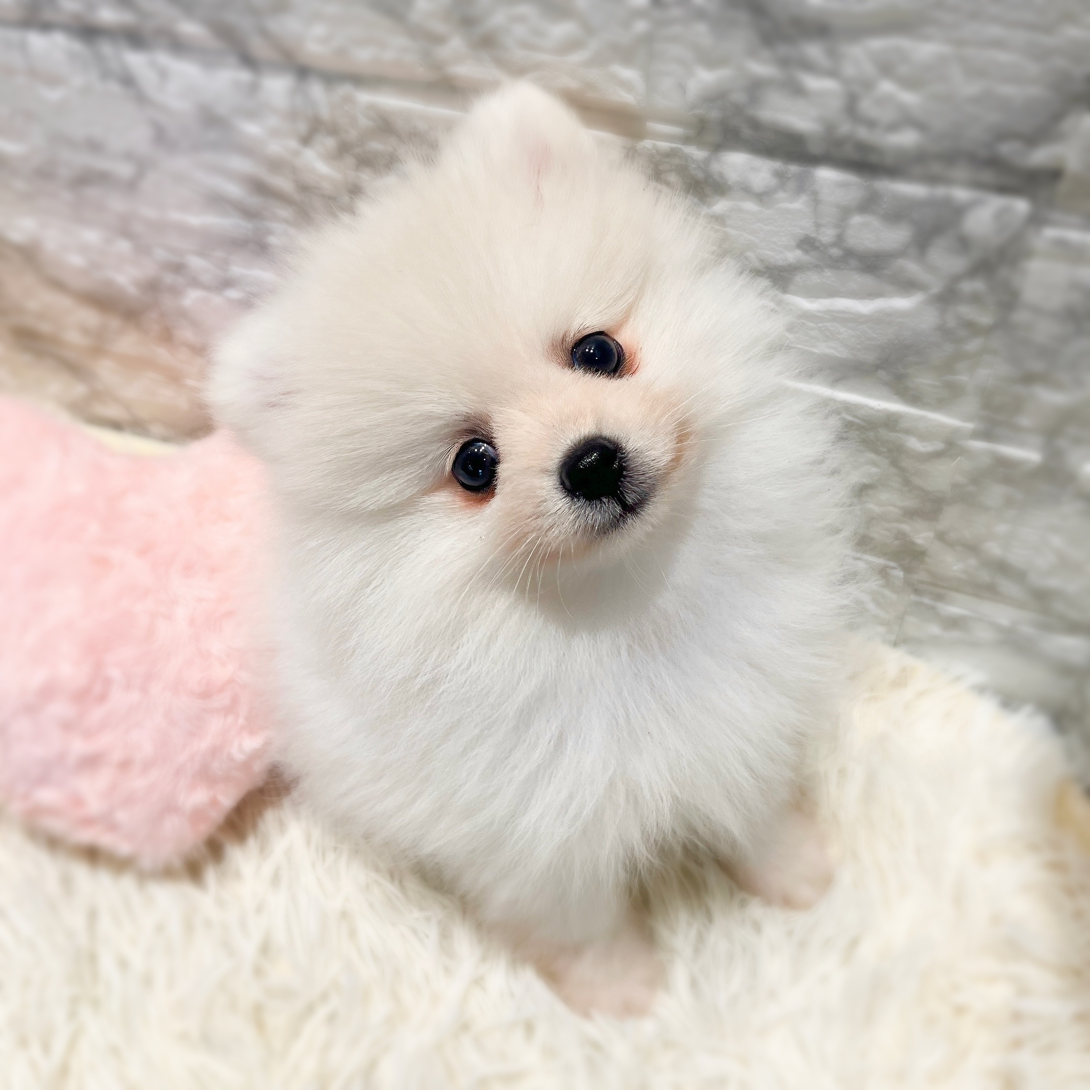 愛知県のポメラニアン (犬の家＆猫の里MiO香久山店/2025年12月19日生まれ/男の子/クリーム)の子犬