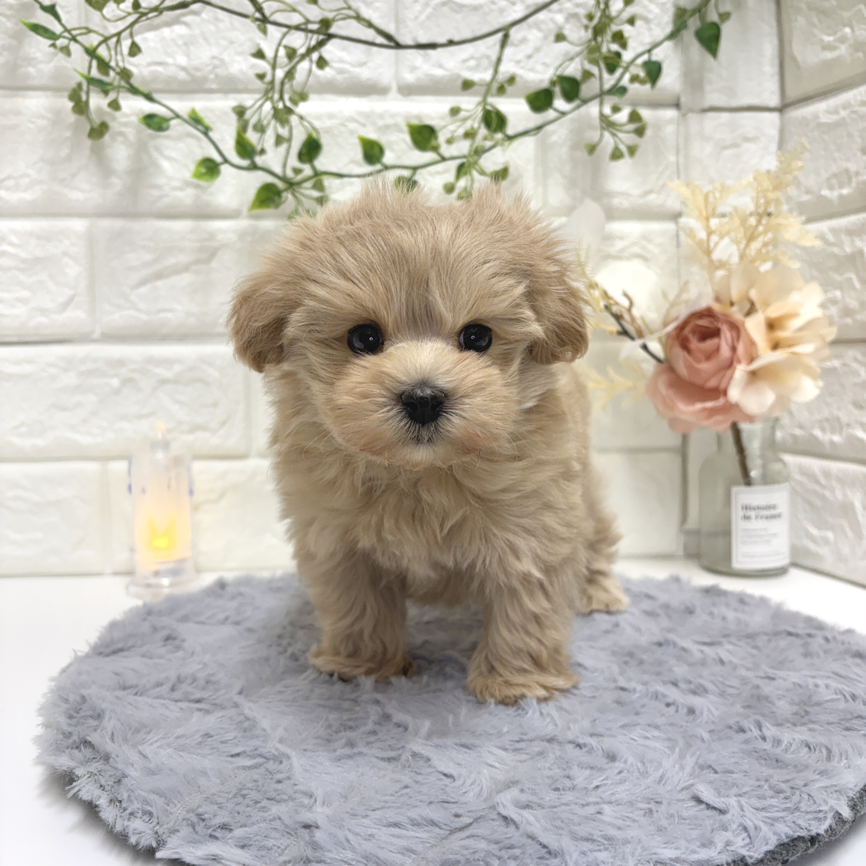 ハーフ犬男の子の写真