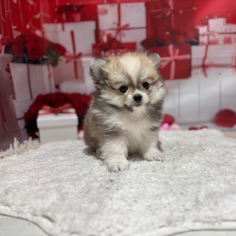 福岡県のポメチワ/チワポメ/ポメチー(ポメラニアン×チワワ) (犬の家＆猫の里トリアス久山店/2025年12月22日生まれ/男の子/クリームセーブルホワイト)の子犬の2枚目の画像