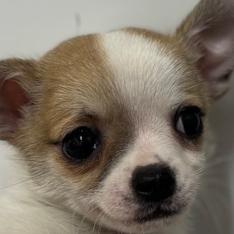 福岡県のチワワ(スムース) (犬の家＆猫の里トリアス久山店/2025年12月21日生まれ/男の子/ホワイトフォーン)の子犬