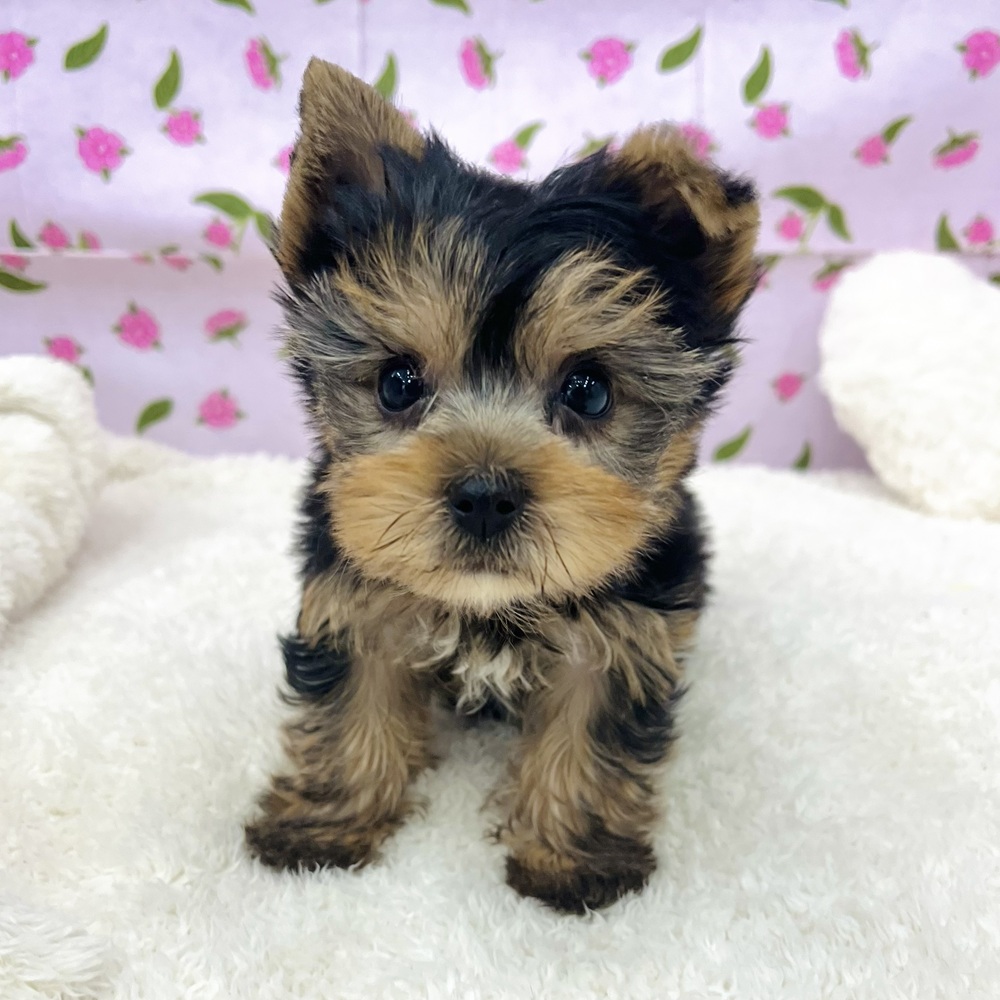 愛知県のヨークシャーテリア (犬の家＆猫の里エアポートウォーク店/2025年12月18日生まれ/男の子/スチールブルータン)の子犬の1枚目の画像