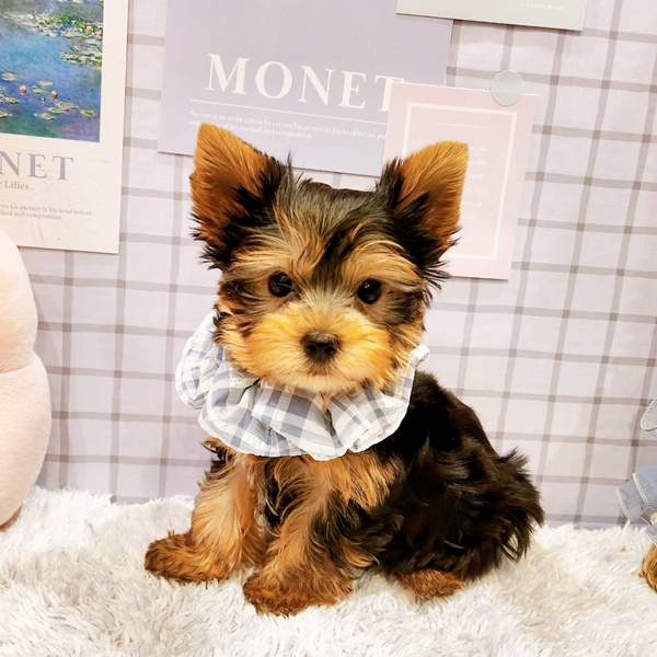 福井県のヨークシャーテリア (犬の家＆猫の里福井店/2025年12月18日生まれ/男の子/スチールブルータン)の子犬の2枚目の画像