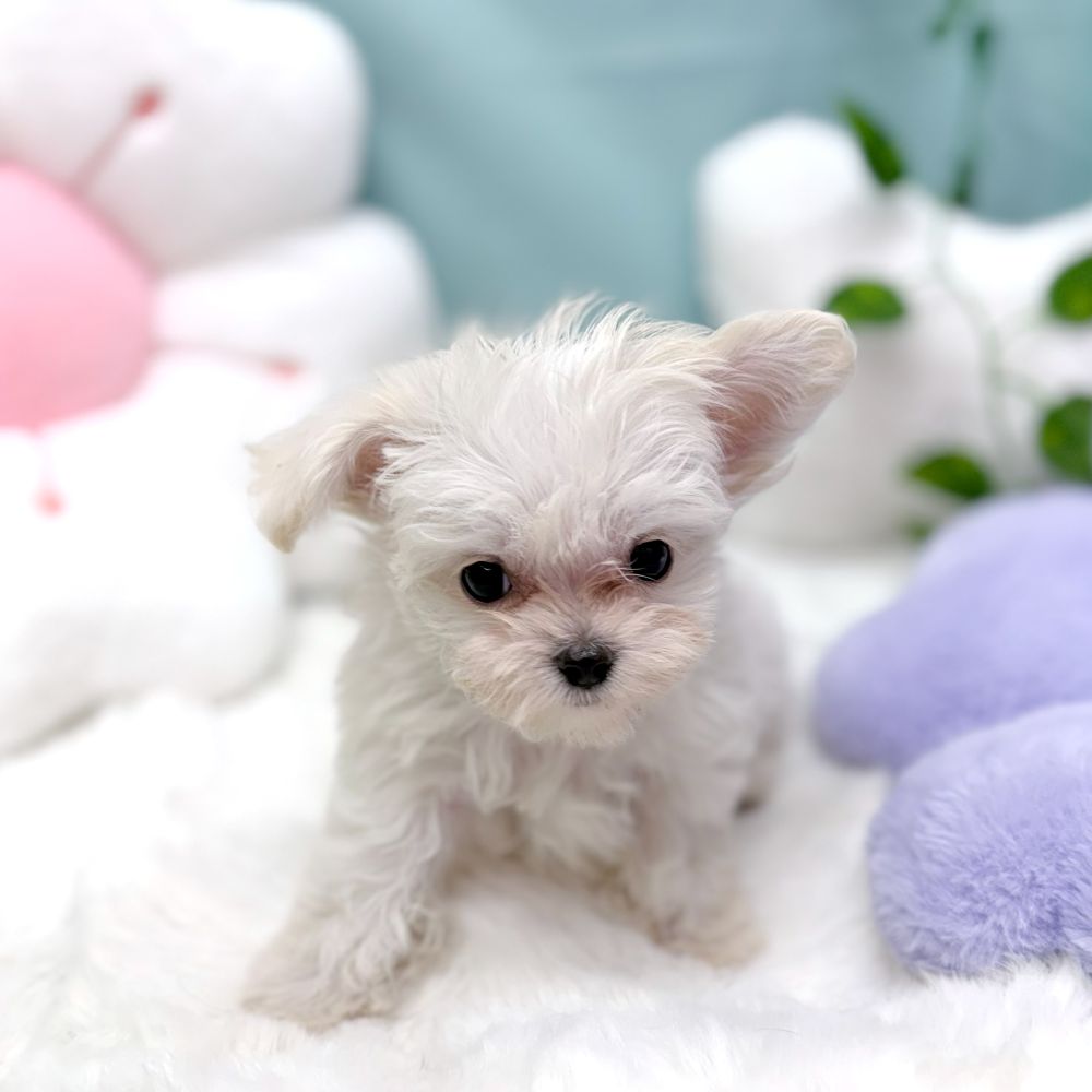 愛知県のチワマル/マルチワ(チワワ×マルチーズ) (犬の家＆猫の里愛知刈谷店/2025年12月23日生まれ/男の子/クリーム)の子犬の2枚目の画像