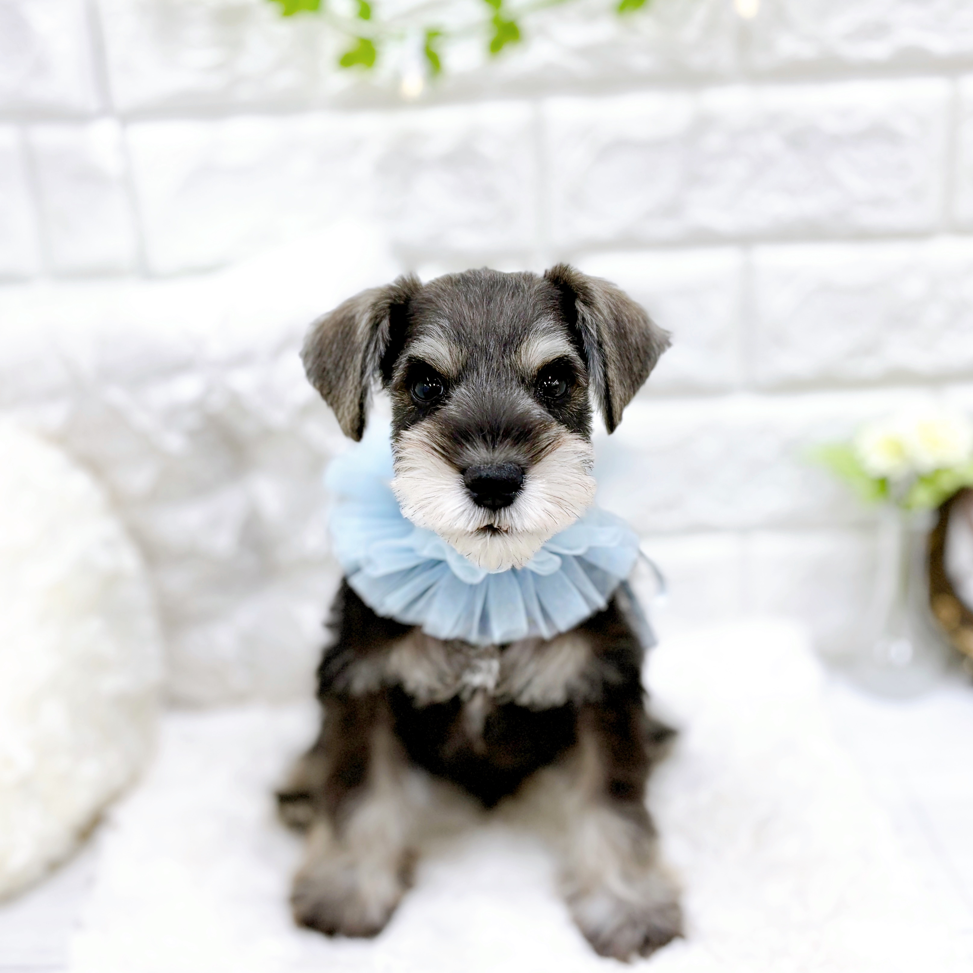 福井県のミニチュアシュナウザー (犬の家＆猫の里アミーゴ福井店/2025年12月24日生まれ/男の子/ソルトペッパー)の子犬の2枚目の画像