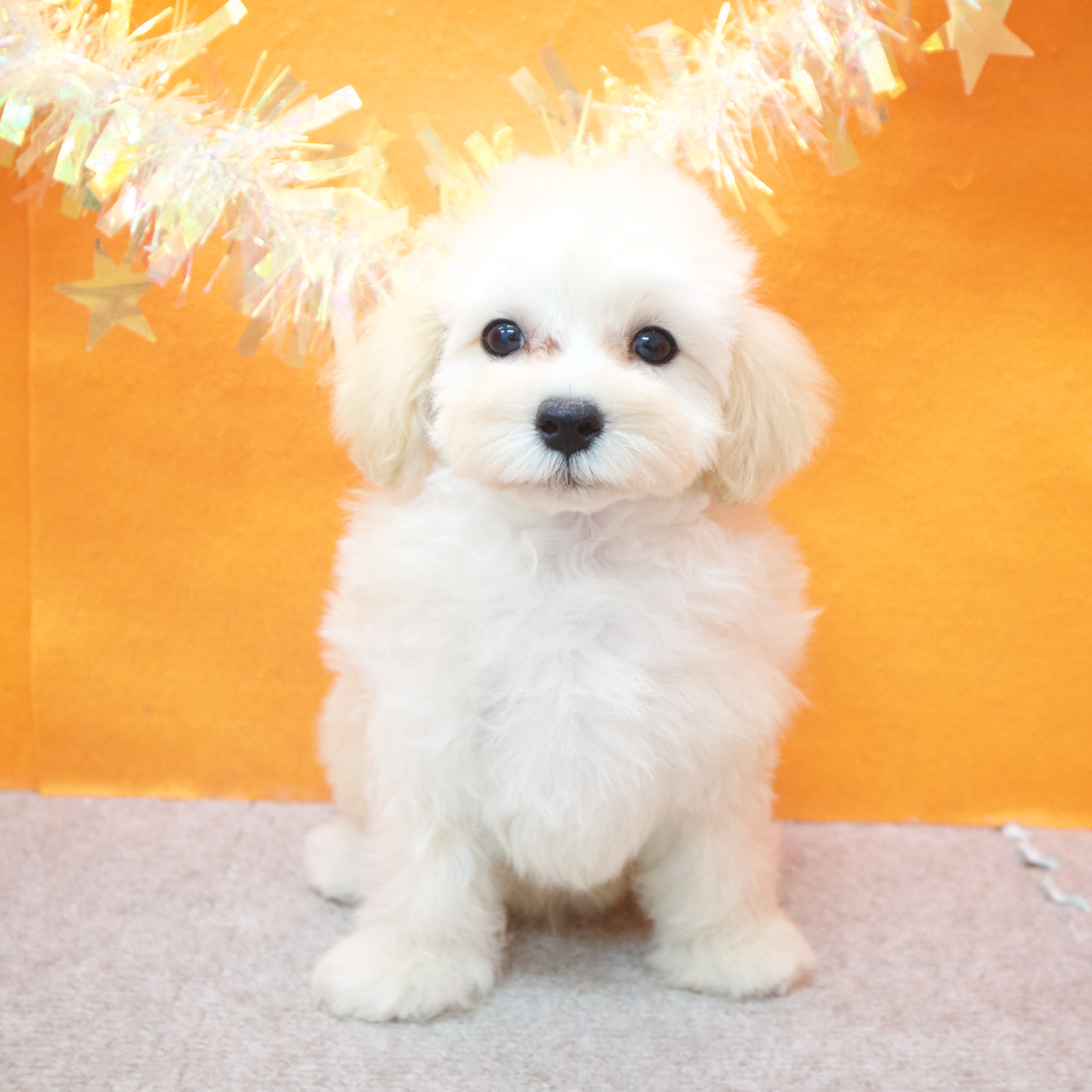 大阪府のマルプー(マルチーズ×プードル) (犬の家＆猫の里吹田店/2025年12月24日生まれ/男の子/クリーム)の子犬