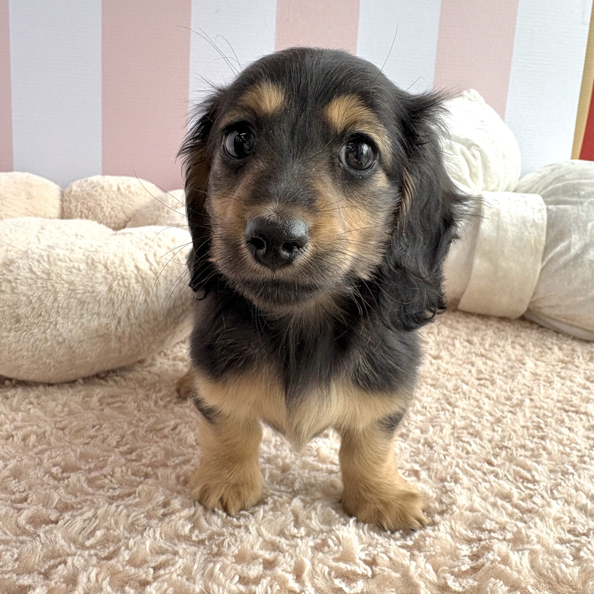 岡山県のミニチュアダックスフンド(ロング) (犬の家＆猫の里倉敷中庄店/2025年12月23日生まれ/女の子/ブラックタン)の子犬の2枚目の画像