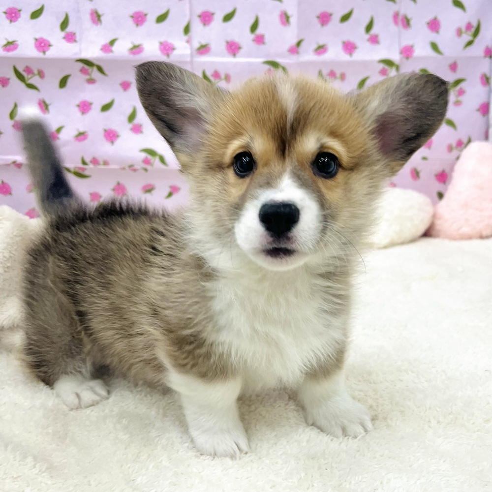 愛知県のウェルシュコーギーペンブローク (犬の家＆猫の里エアポートウォーク店/2025年12月23日生まれ/男の子/レッドホワイト)の子犬の2枚目の画像