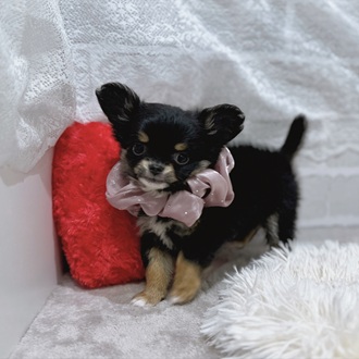 滋賀県のチワワ(ロング) (犬の家＆猫の里長浜店/2025年12月25日生まれ/女の子/ブラックタン)の子犬の1枚目の画像