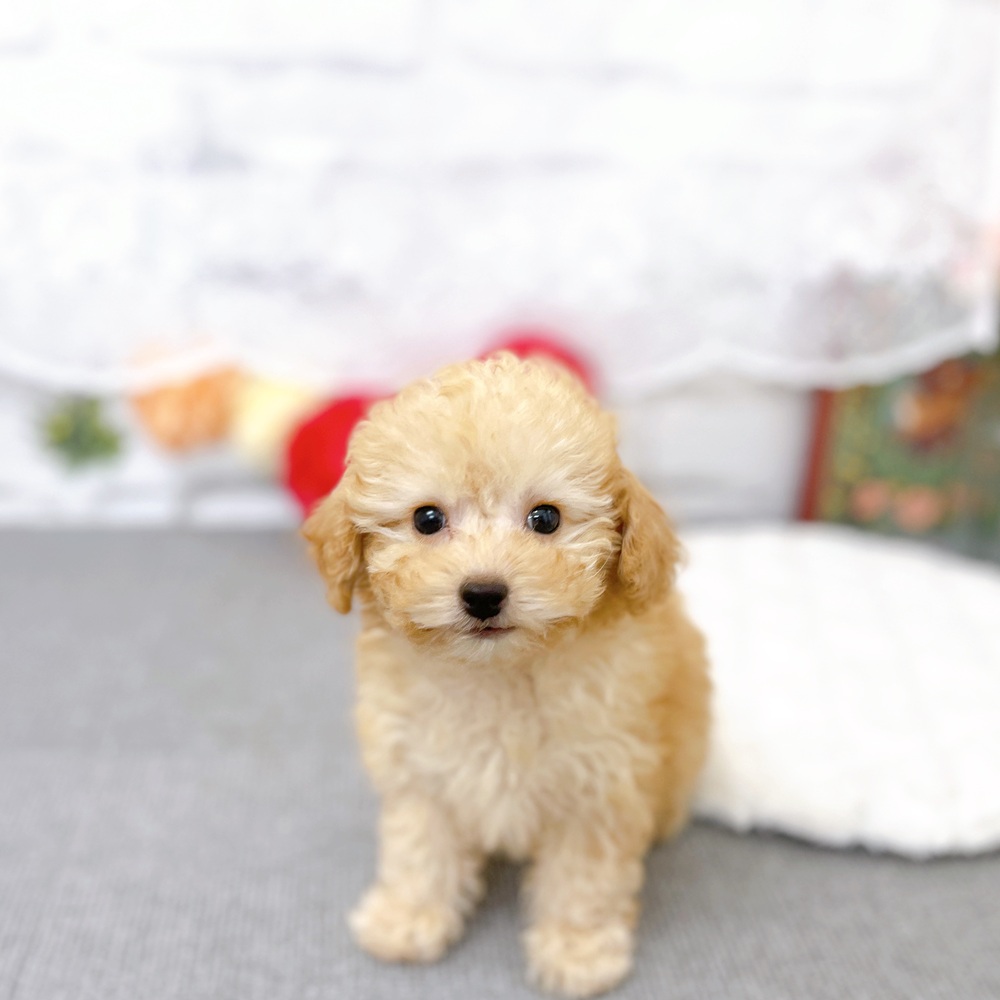 京都府のトイプードル(トイ) (犬の家＆猫の里京都樟葉店/2025年12月24日生まれ/女の子/ペールフォーン)の子犬の2枚目の画像