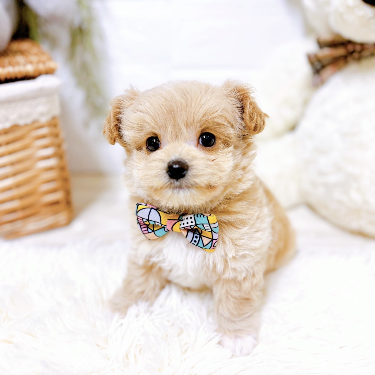 滋賀県のチワプー/プーチー(チワワ×プードル) (犬の家＆猫の里近江八幡店/2025年12月24日生まれ/男の子/クリーム)の子犬の1枚目の画像