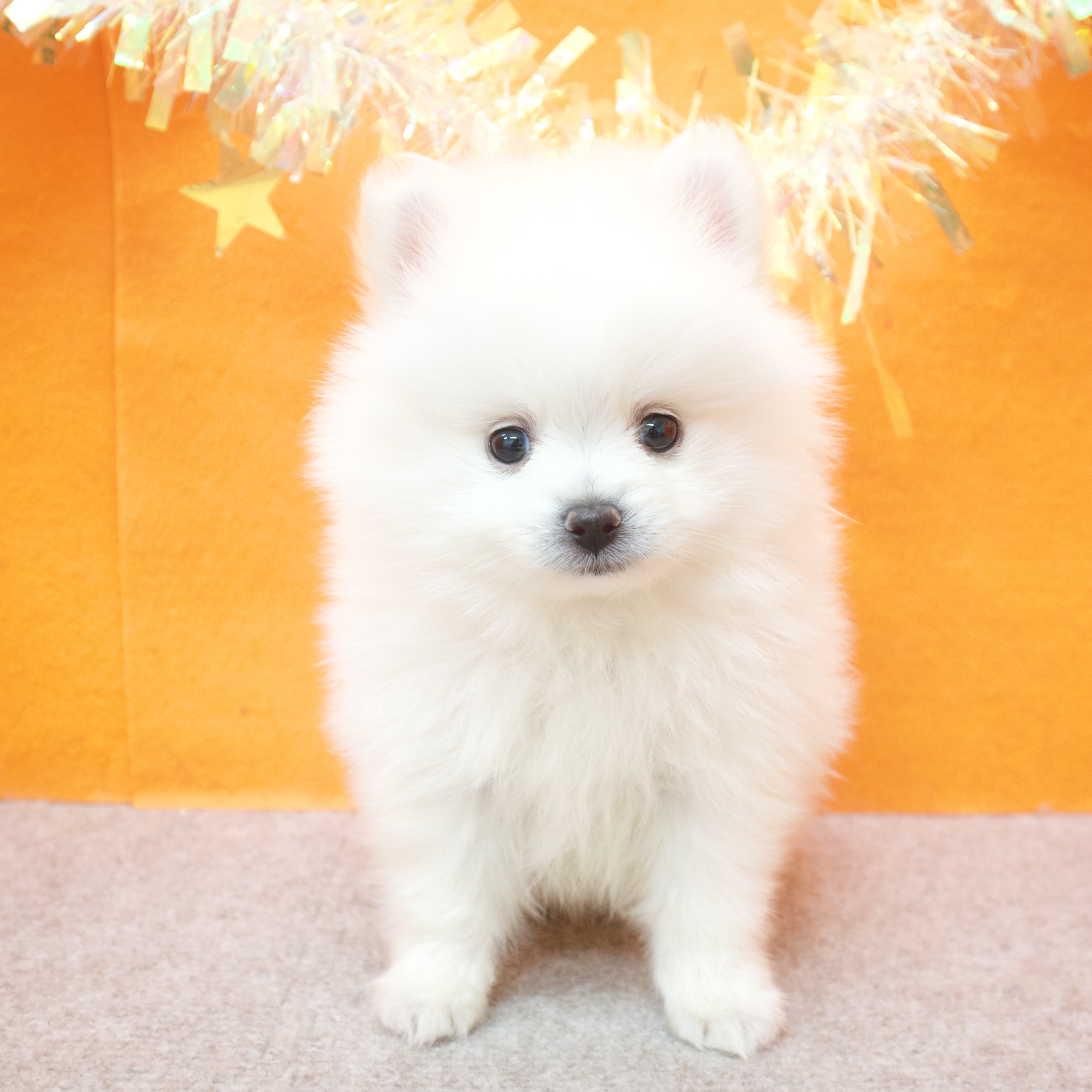 大阪府のポメラニアン (犬の家＆猫の里吹田店/2025年12月24日生まれ/男の子/ホワイト)の子犬