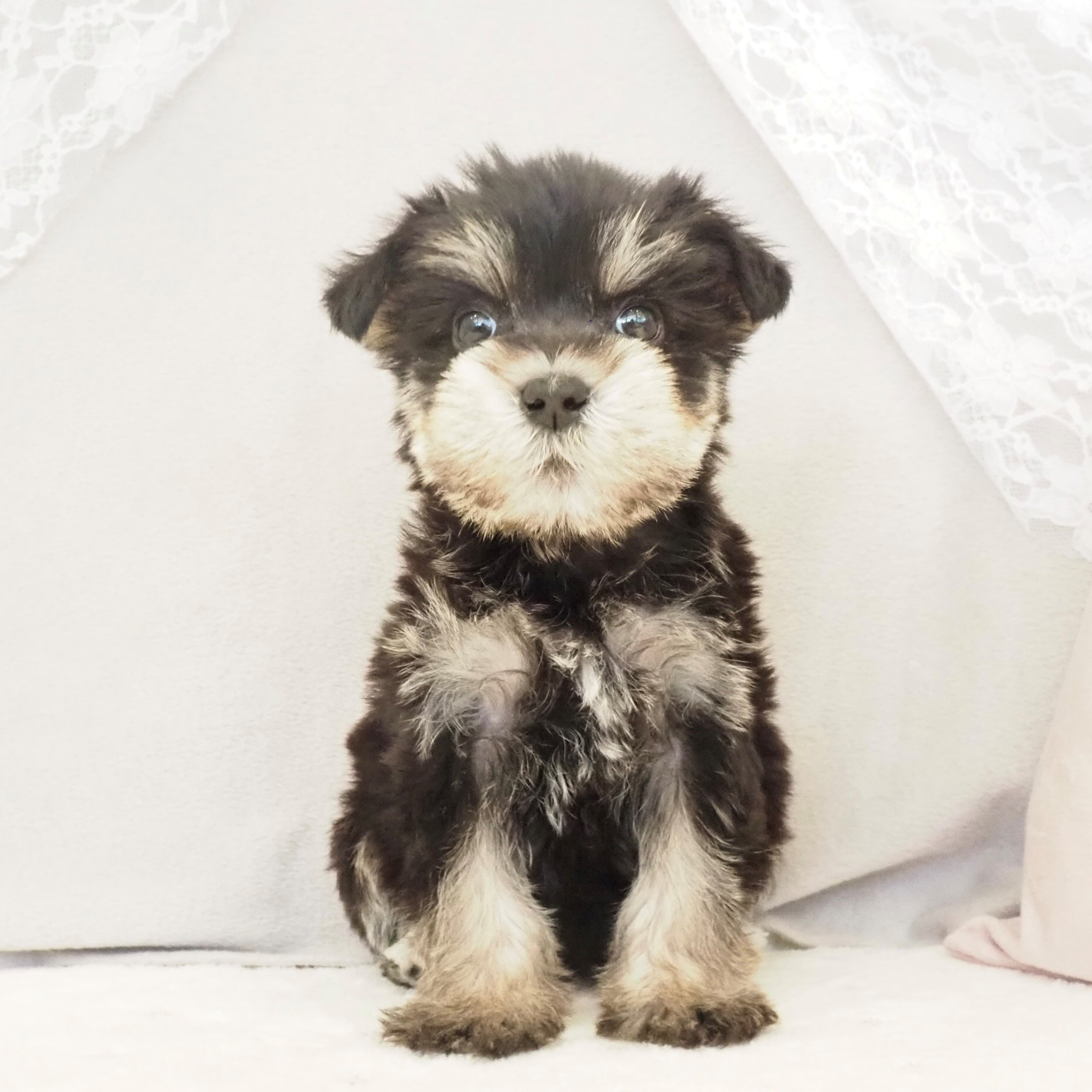 大阪府のミニチュアシュナウザー (犬の家＆猫の里もりのみやキューズモールBASE店/2025年12月25日生まれ/女の子/ブラックシルバー)の子犬