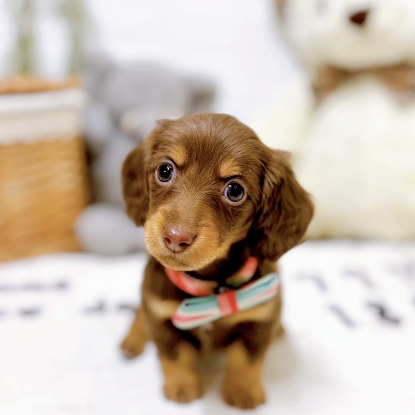 滋賀県のミニチュアダックスフンド(ロング) (犬の家＆猫の里近江八幡店/2025年12月22日生まれ/女の子/ブラウンタン)の子犬の1枚目の画像