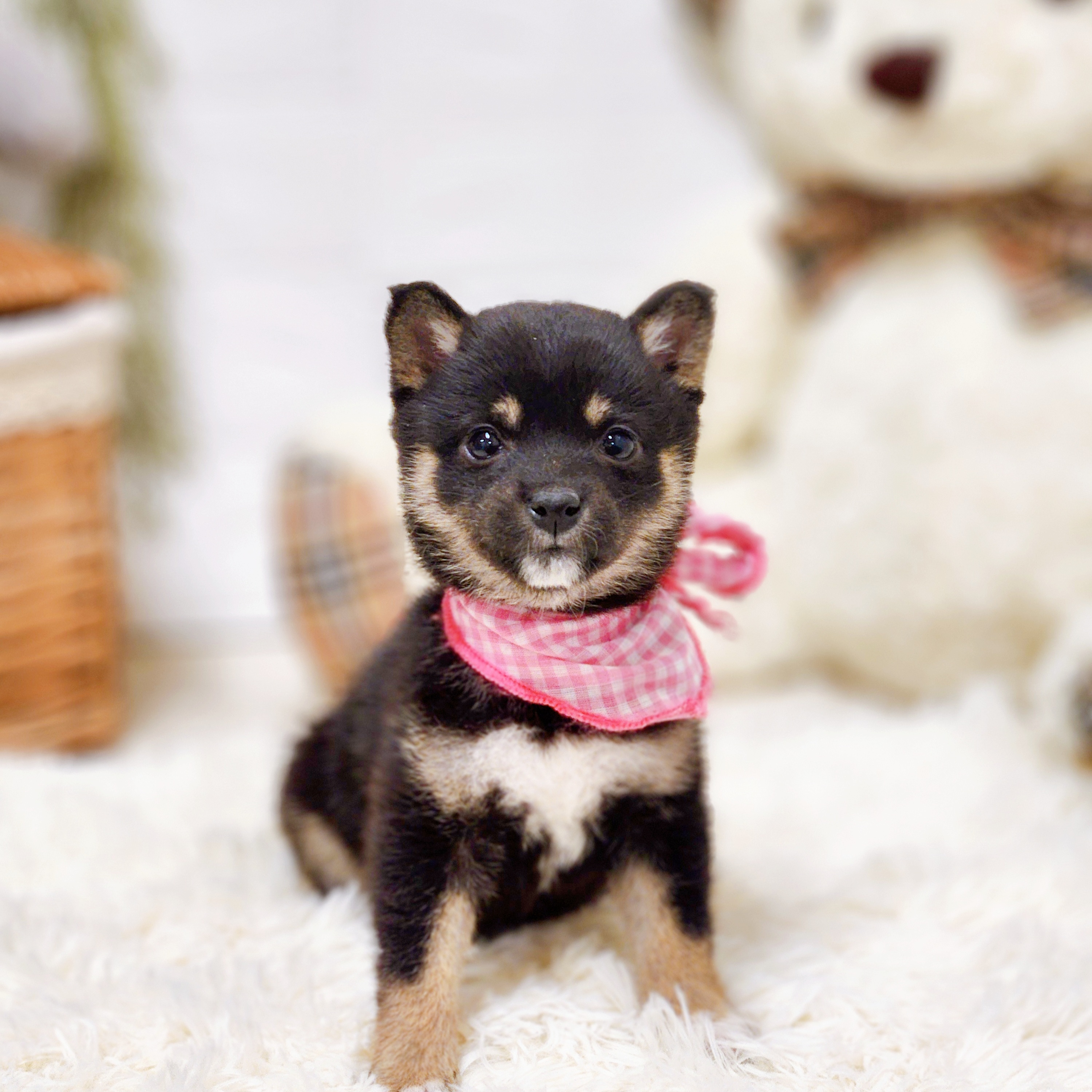 滋賀県の豆柴 (犬の家＆猫の里近江八幡店/2025年12月11日生まれ/女の子/黒)の子犬の1枚目の画像