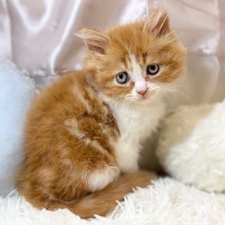 兵庫県のスコティッシュフォールド (犬の家＆猫の里カナート西神戸店/2025年12月24日生まれ/男の子/レッドタビーホワイト)の子猫の2枚目の画像