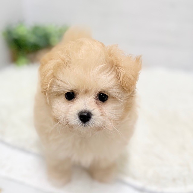 愛知県のポメプー(ポメラニアン×プードル) (犬の家＆猫の里豊田店/2025年12月25日生まれ/女の子/アプリコット)の子犬