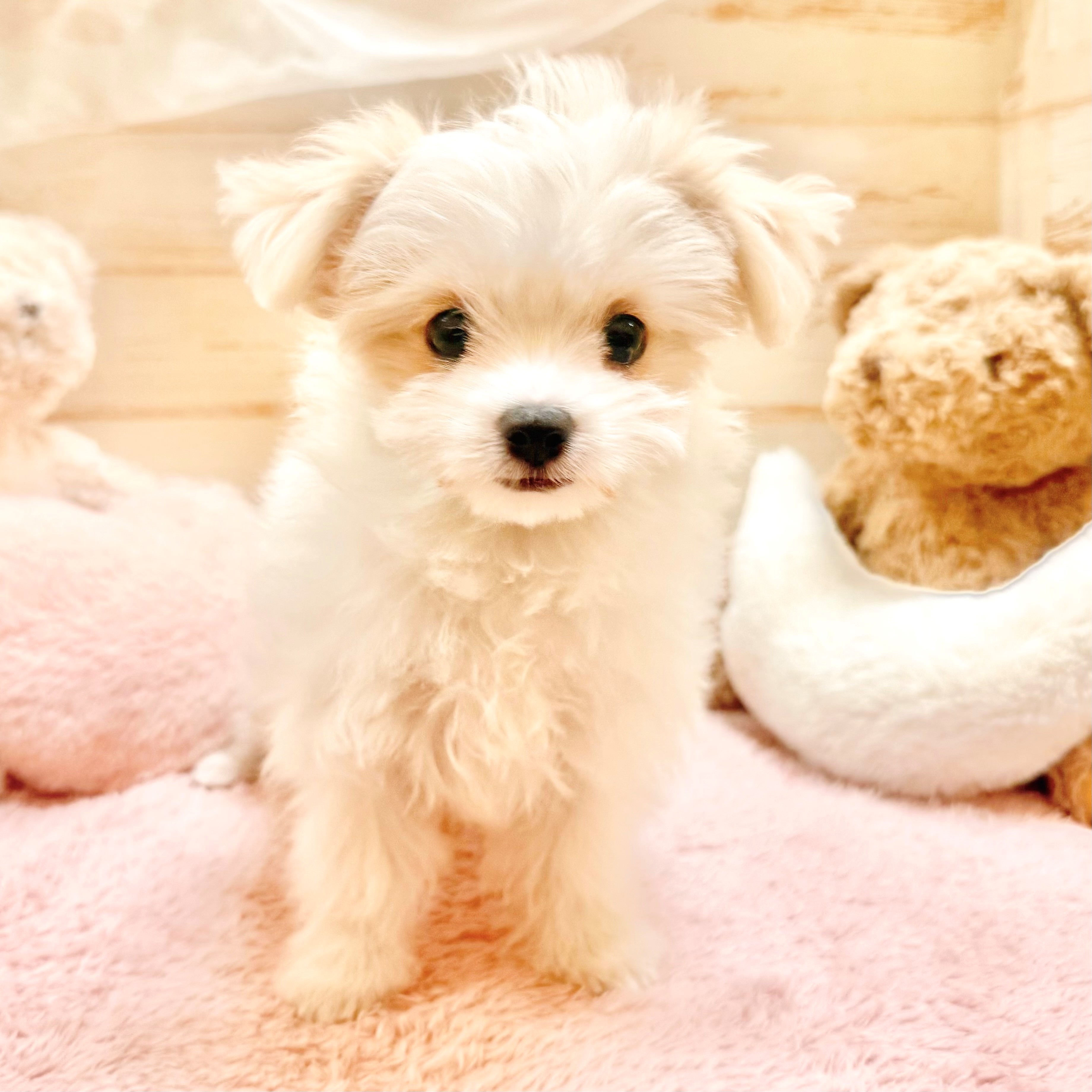 兵庫県のチワマル/マルチワ(チワワ×マルチーズ) (犬の家＆猫の里神戸店/2025年12月23日生まれ/女の子/ホワイトクリーム)の子犬の2枚目の画像