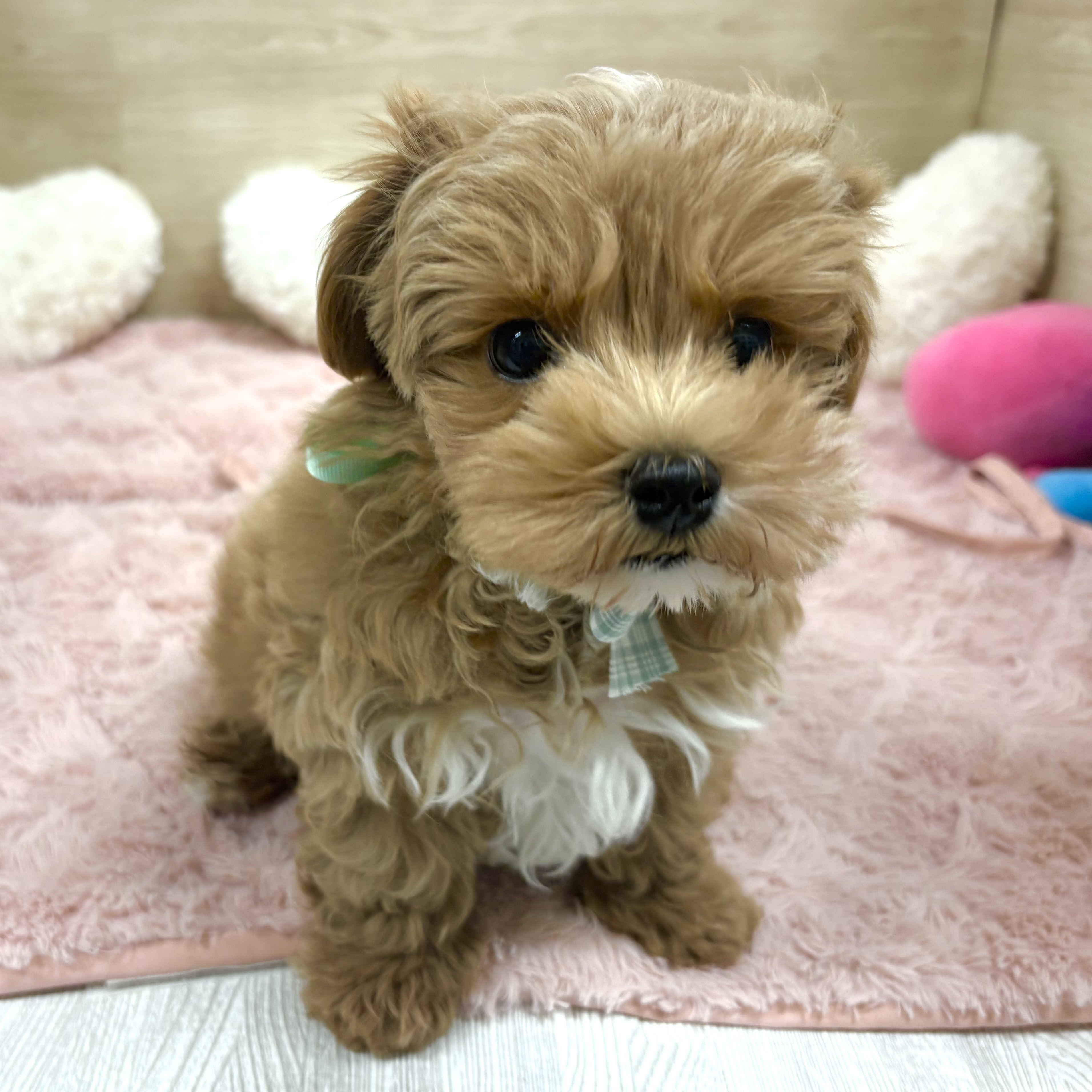 大阪府のマルプー(マルチーズ×プードル) (犬の家＆猫の里そよら東岸和田店/2025年12月24日生まれ/男の子/アプリコットホワイト)の子犬の2枚目の画像