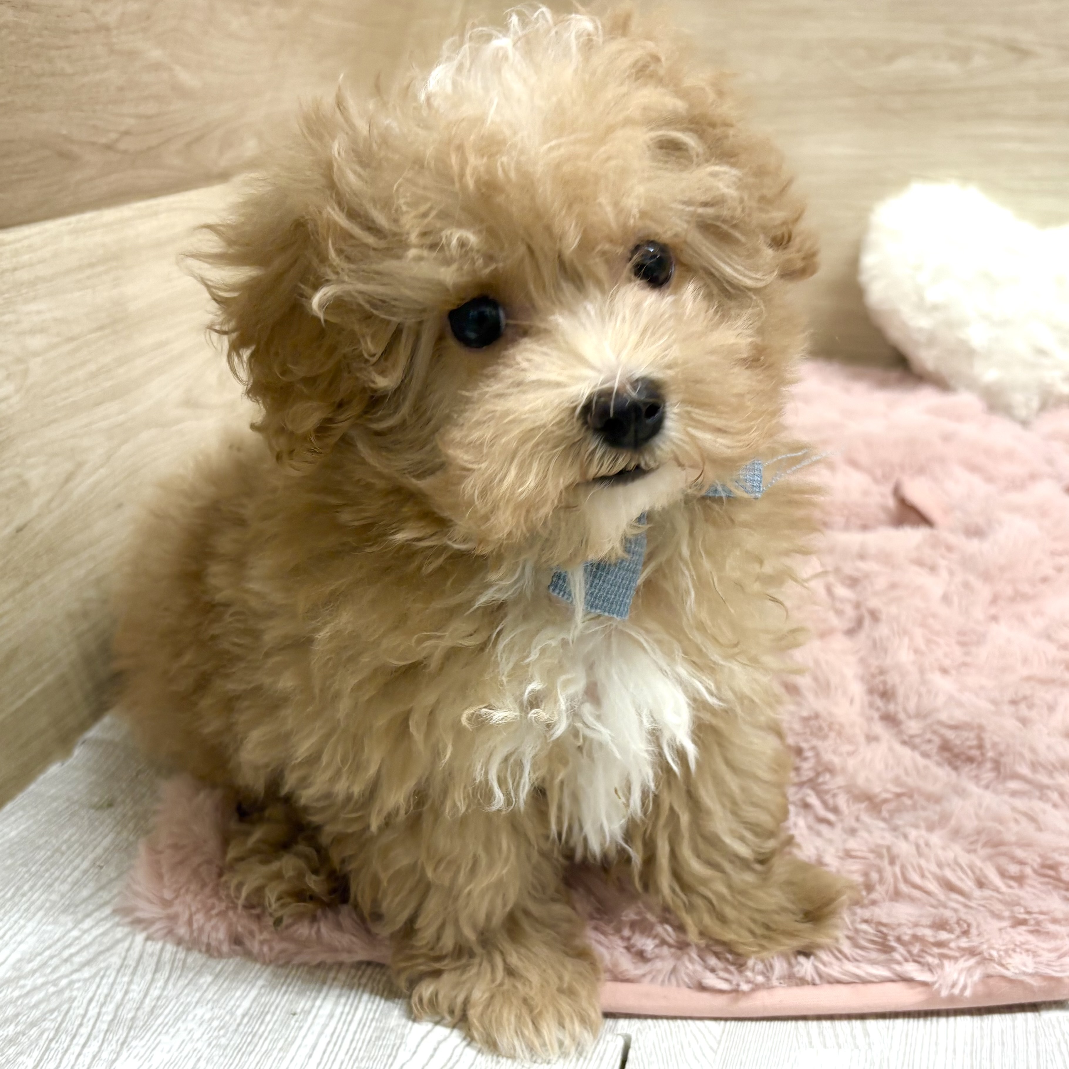 大阪府のマルプー(マルチーズ×プードル) (犬の家＆猫の里そよら東岸和田店/2025年12月23日生まれ/男の子/アプリコットホワイト)の子犬の2枚目の画像