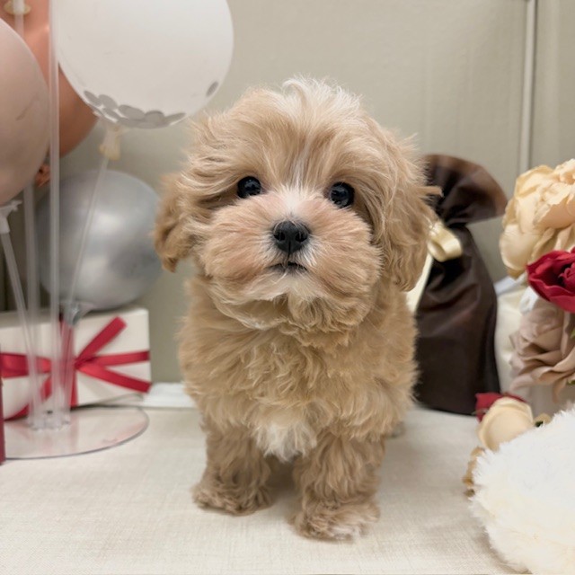 千葉県のマルプー(マルチーズ×プードル) (犬の家＆猫の里ワンズモール稲毛店/2025年12月26日生まれ/男の子/アプリコットホワイト)の子犬の2枚目の画像