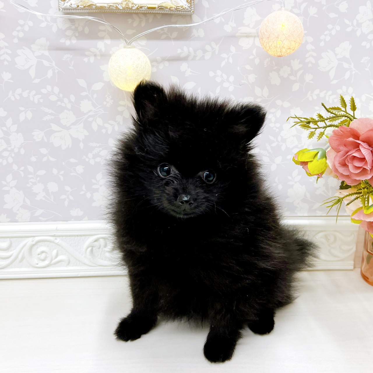 富山県のポメラニアン (犬の家＆猫の里アミーゴ山室店/2025年12月27日生まれ/男の子/ブラック)の子犬の2枚目の画像