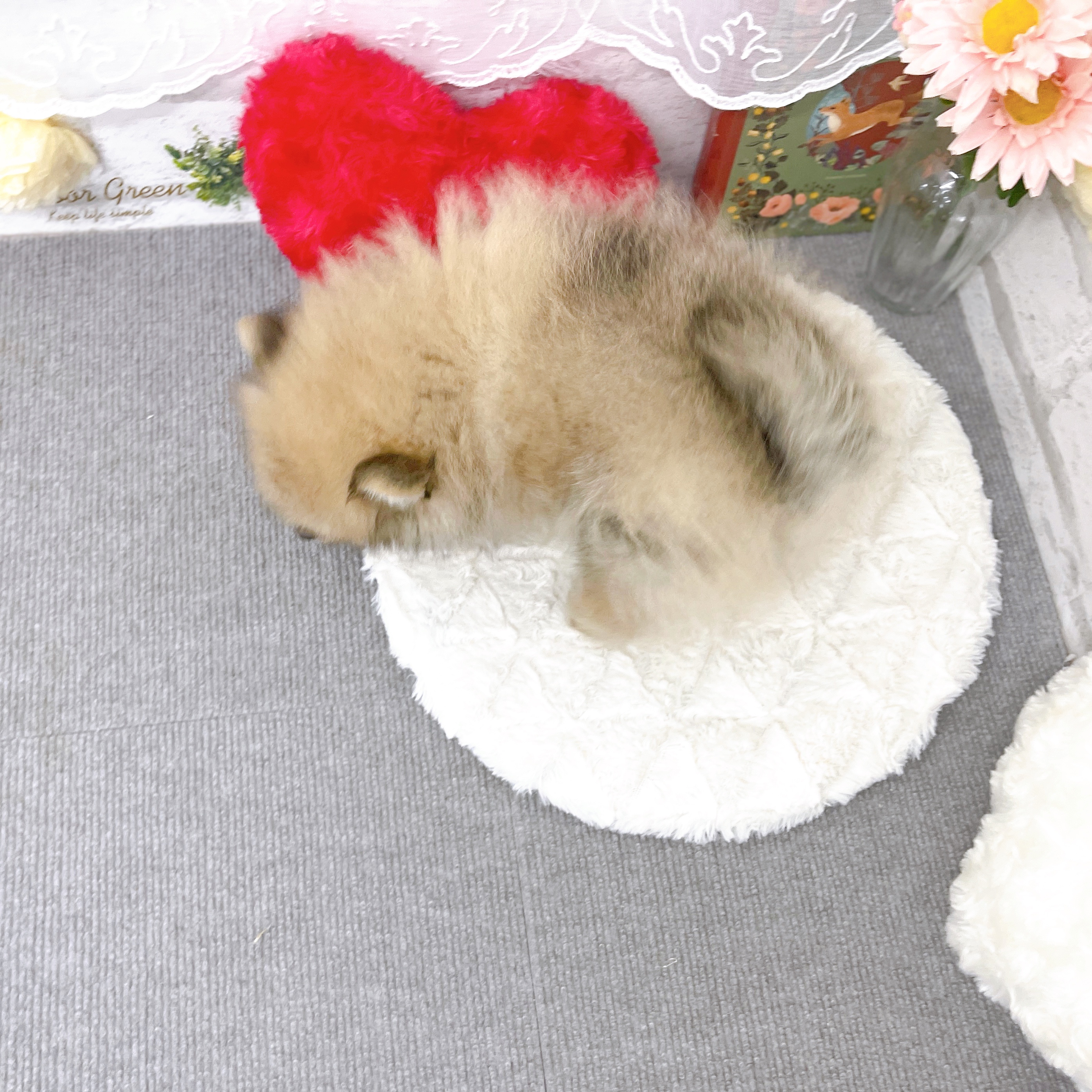 京都府のポメラニアン (犬の家＆猫の里京都樟葉店/2025年12月27日生まれ/男の子/ウルフセーブル)の子犬の2枚目の画像