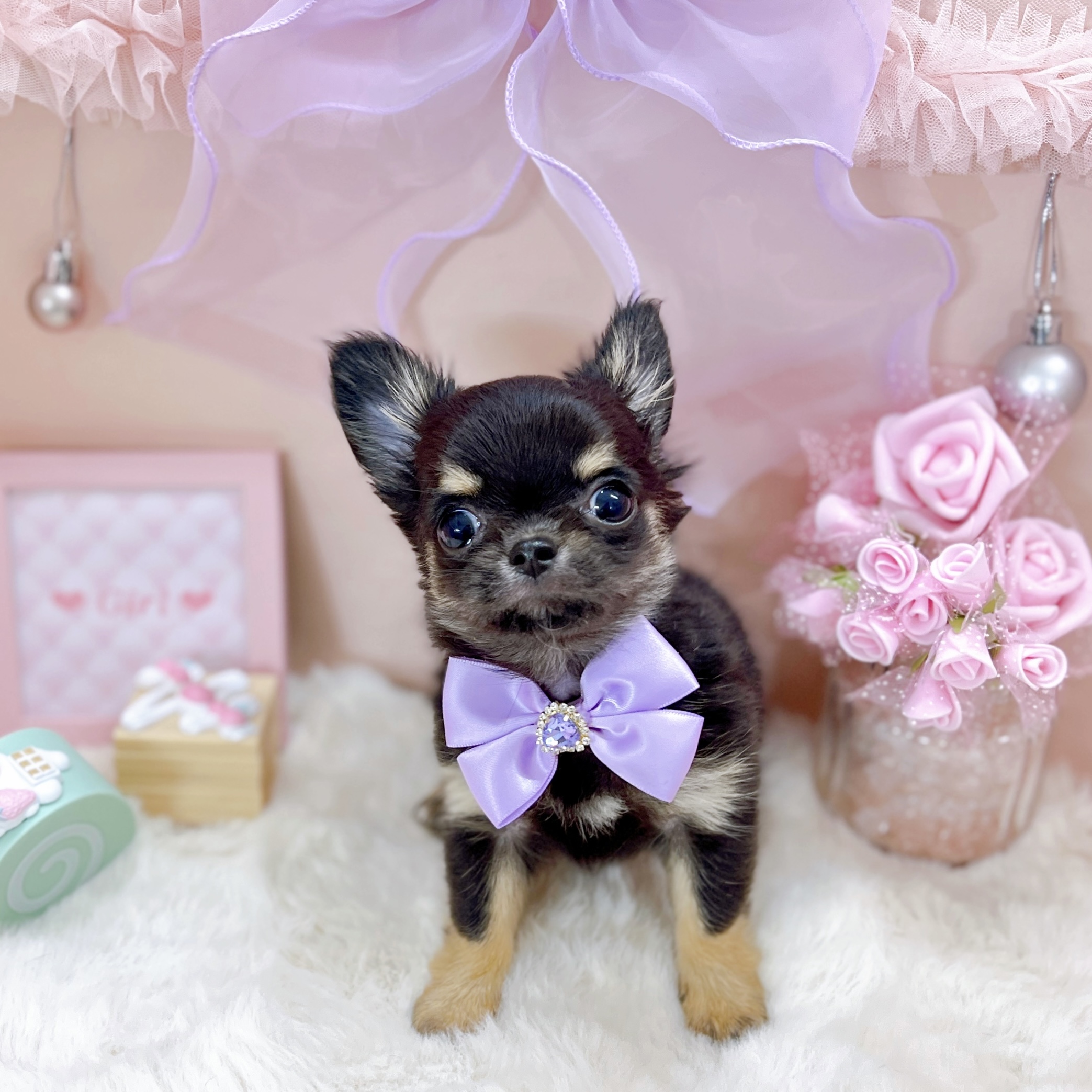 福井県のチワワ(ロング) (犬の家＆猫の里アミーゴ福井大和田店/2025年12月28日生まれ/女の子/ブラックタン)の子犬の2枚目の画像