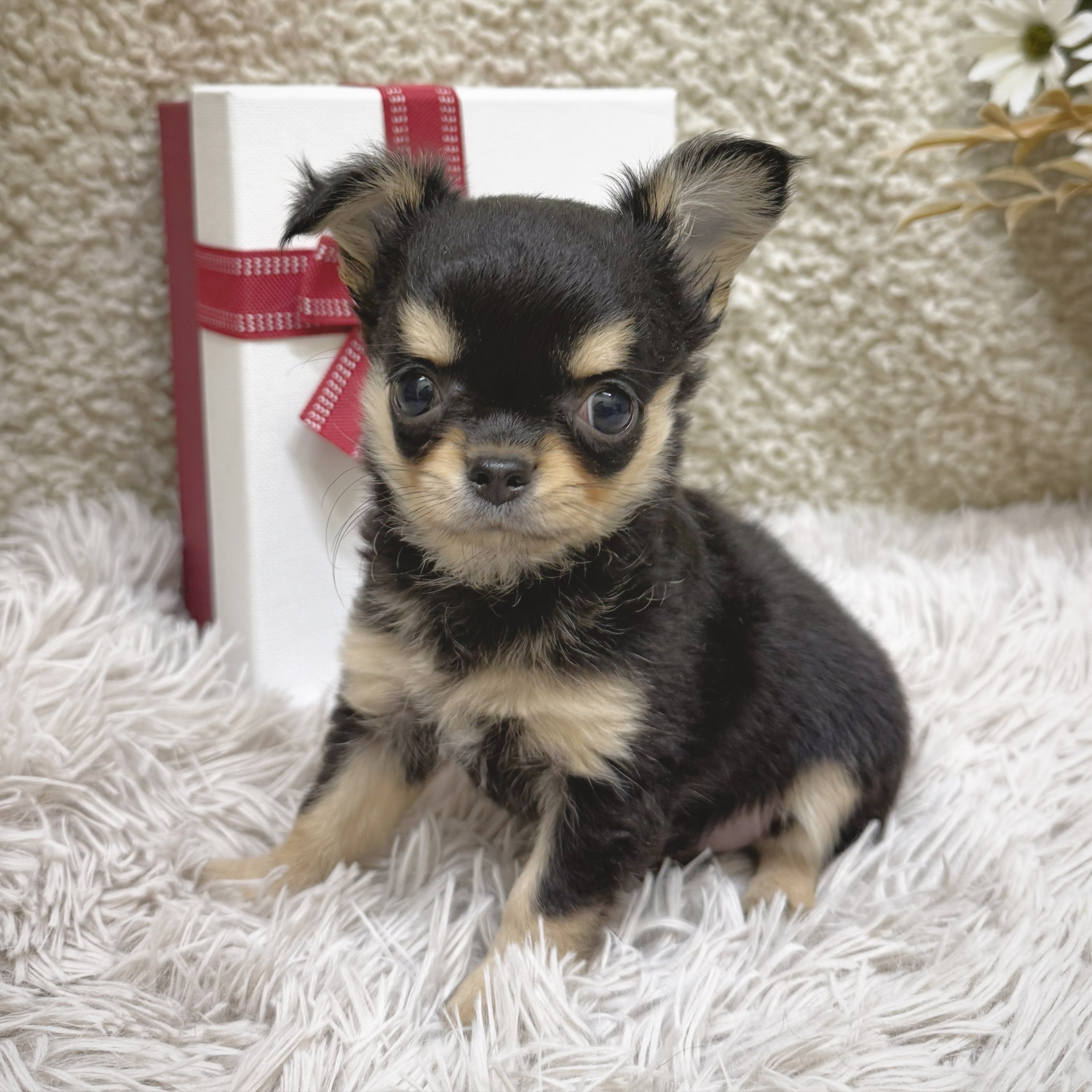 静岡県のチワワ(ロング) (犬の家＆猫の里藤枝店/2025年12月28日生まれ/女の子/ブラックタン)の子犬の2枚目の画像
