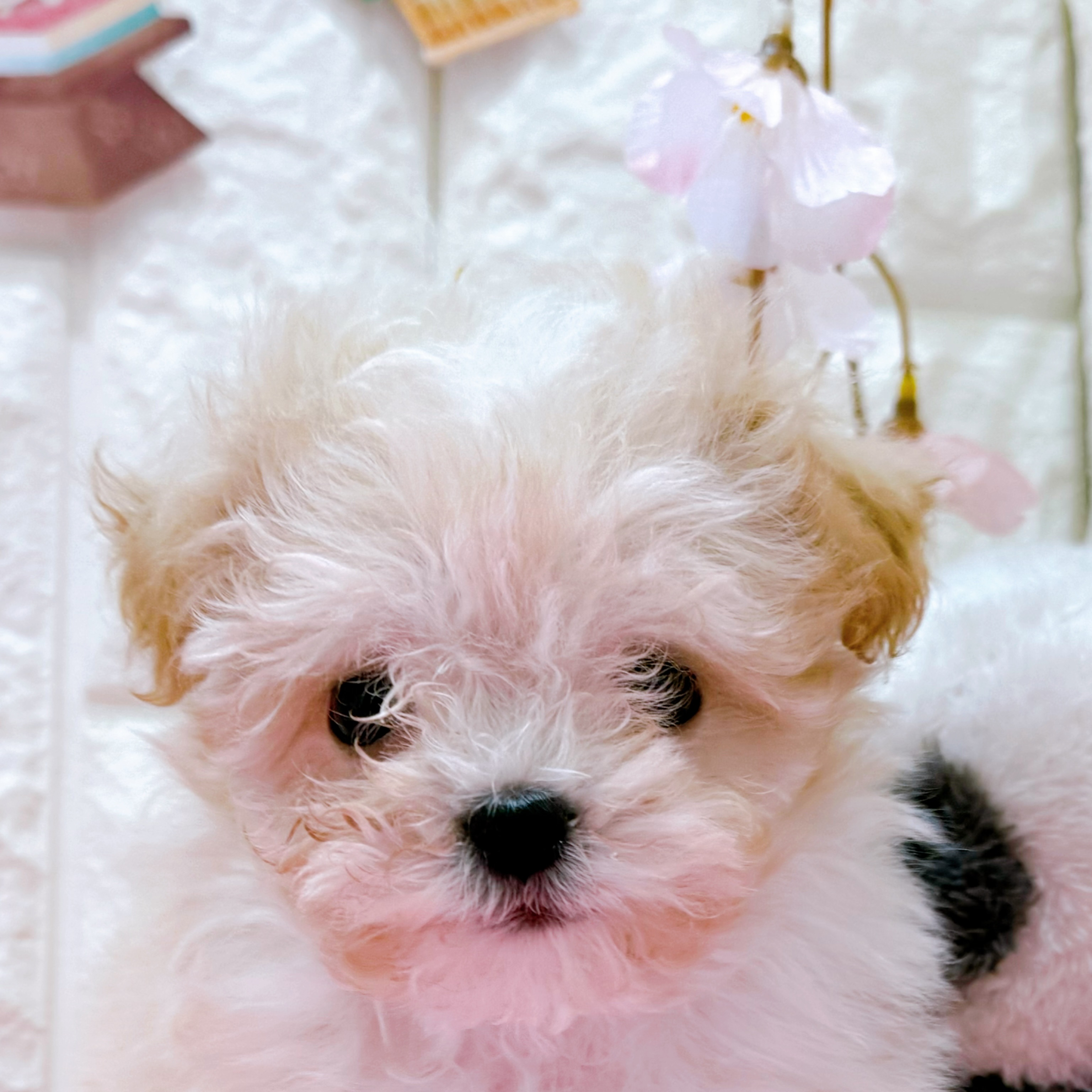 岡山県のマルプー(マルチーズ×プードル) (犬の家＆猫の里倉敷店/2025年12月26日生まれ/女の子/クリーム)の子犬の1枚目の画像