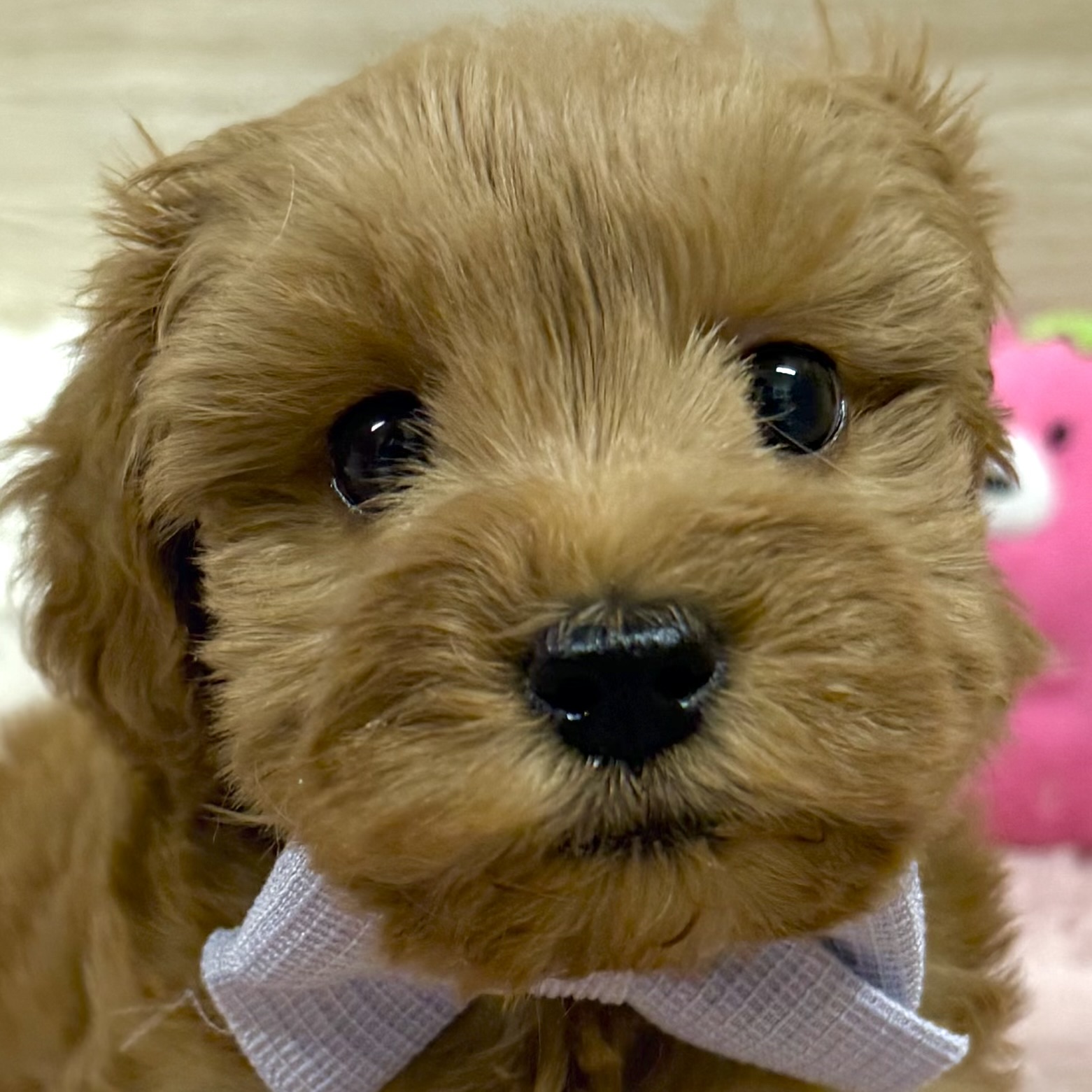 大阪府のシュナプー(シュナウザー×プードル) (犬の家＆猫の里そよら東岸和田店/2025年12月23日生まれ/男の子/レッド)の子犬の1枚目の画像