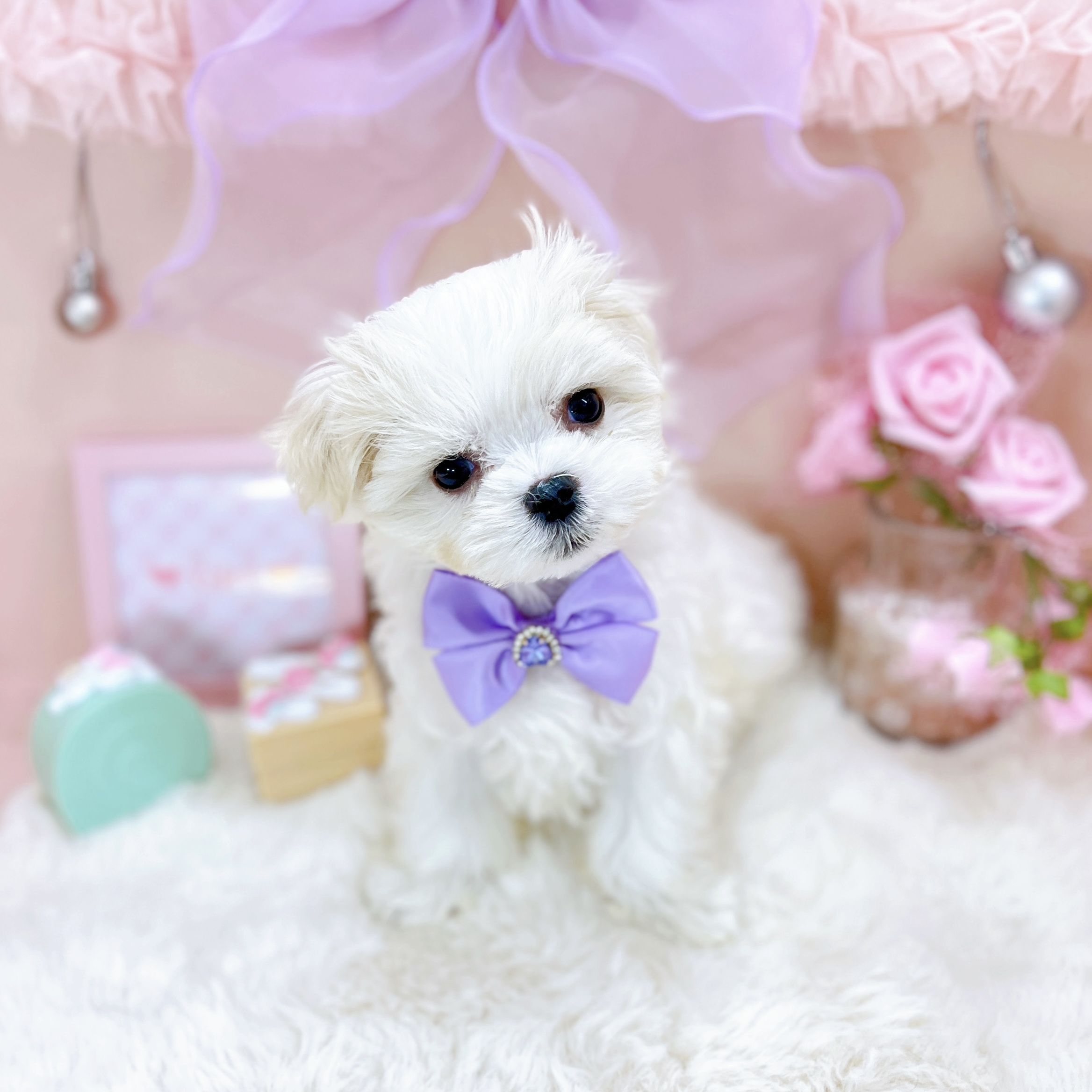 福井県のマルチーズ (犬の家＆猫の里アミーゴ福井大和田店/2025年12月26日生まれ/女の子/ホワイト)の子犬の2枚目の画像