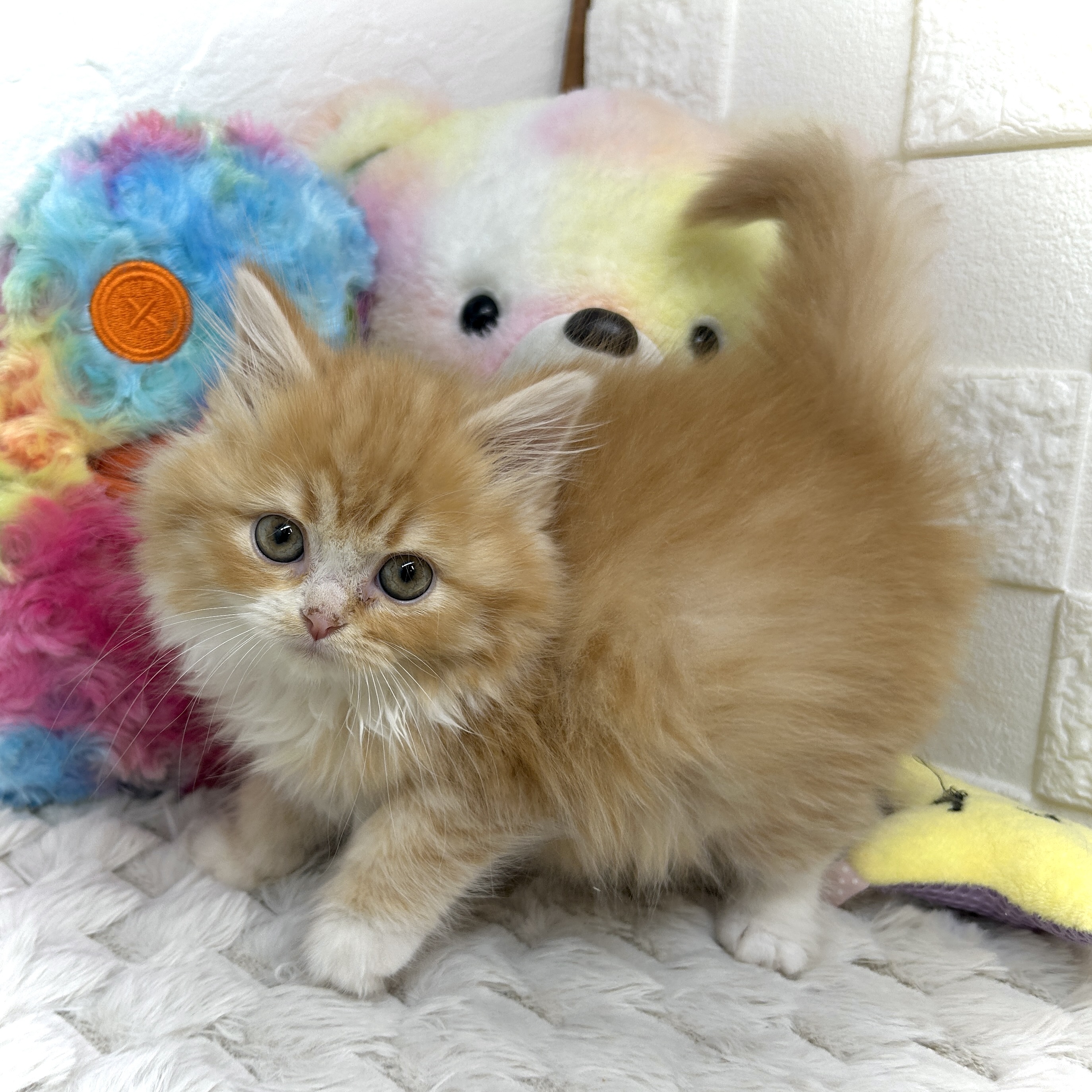 兵庫県のラガマフィン (犬の家＆猫の里ゆめタウン姫路店/2025年12月19日生まれ/女の子/レッドタビーホワイト)の子猫の2枚目の画像