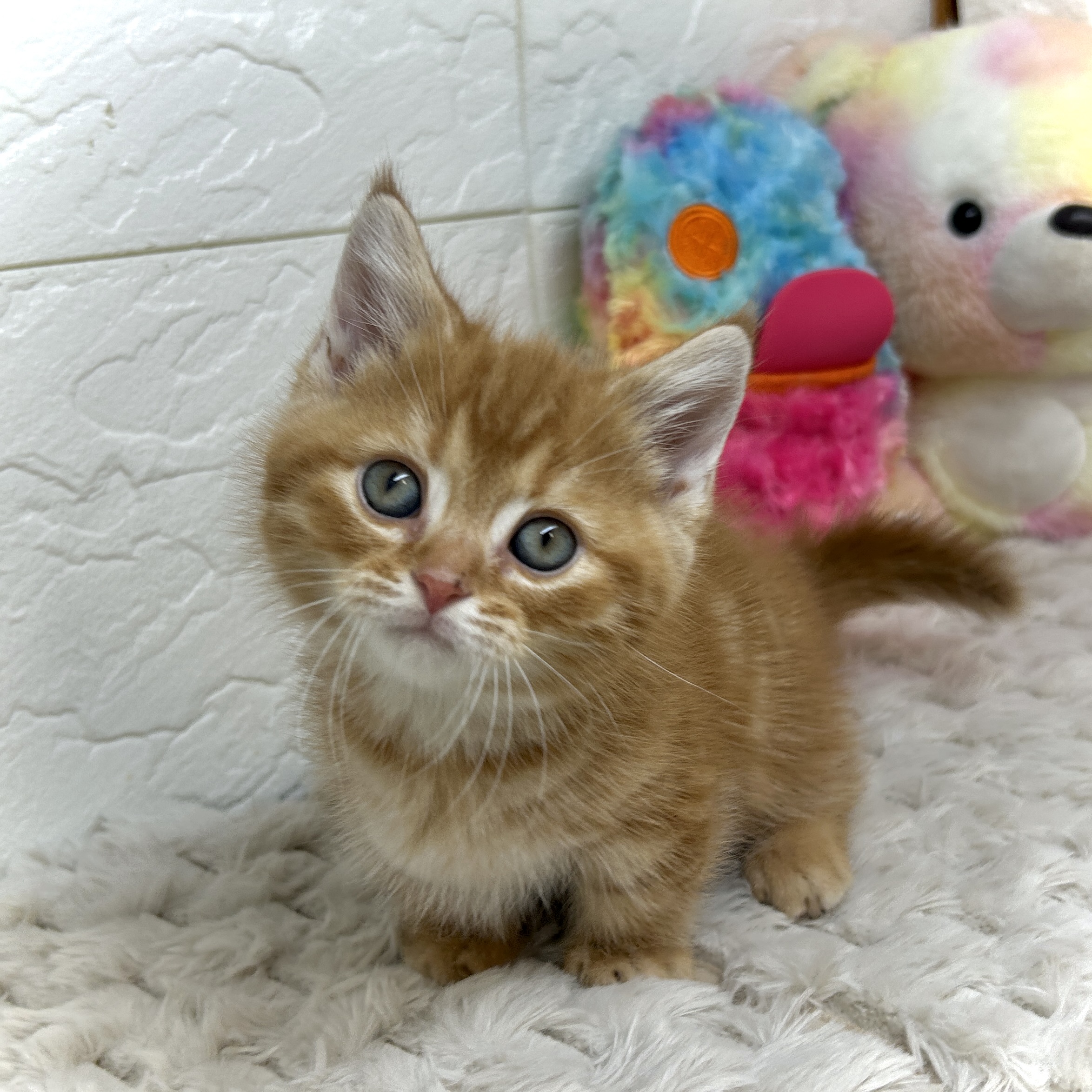 兵庫県のミヌエット (犬の家＆猫の里ゆめタウン姫路店/2025年12月24日生まれ/男の子/レッドタビー)の子猫の2枚目の画像