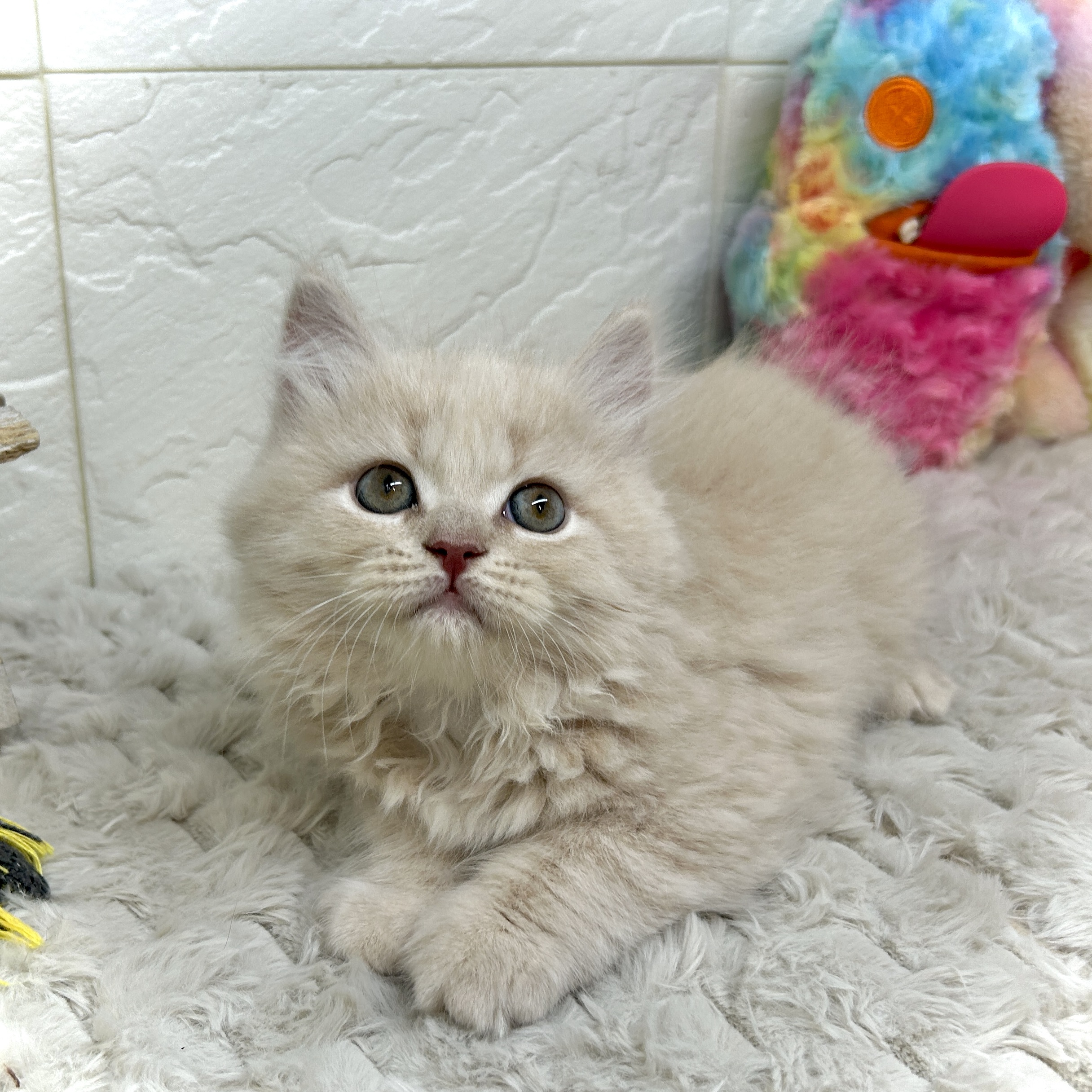 兵庫県のスコティッシュストレート (犬の家＆猫の里ゆめタウン姫路店/2025年12月24日生まれ/男の子/クリームタビー)の子猫の2枚目の画像