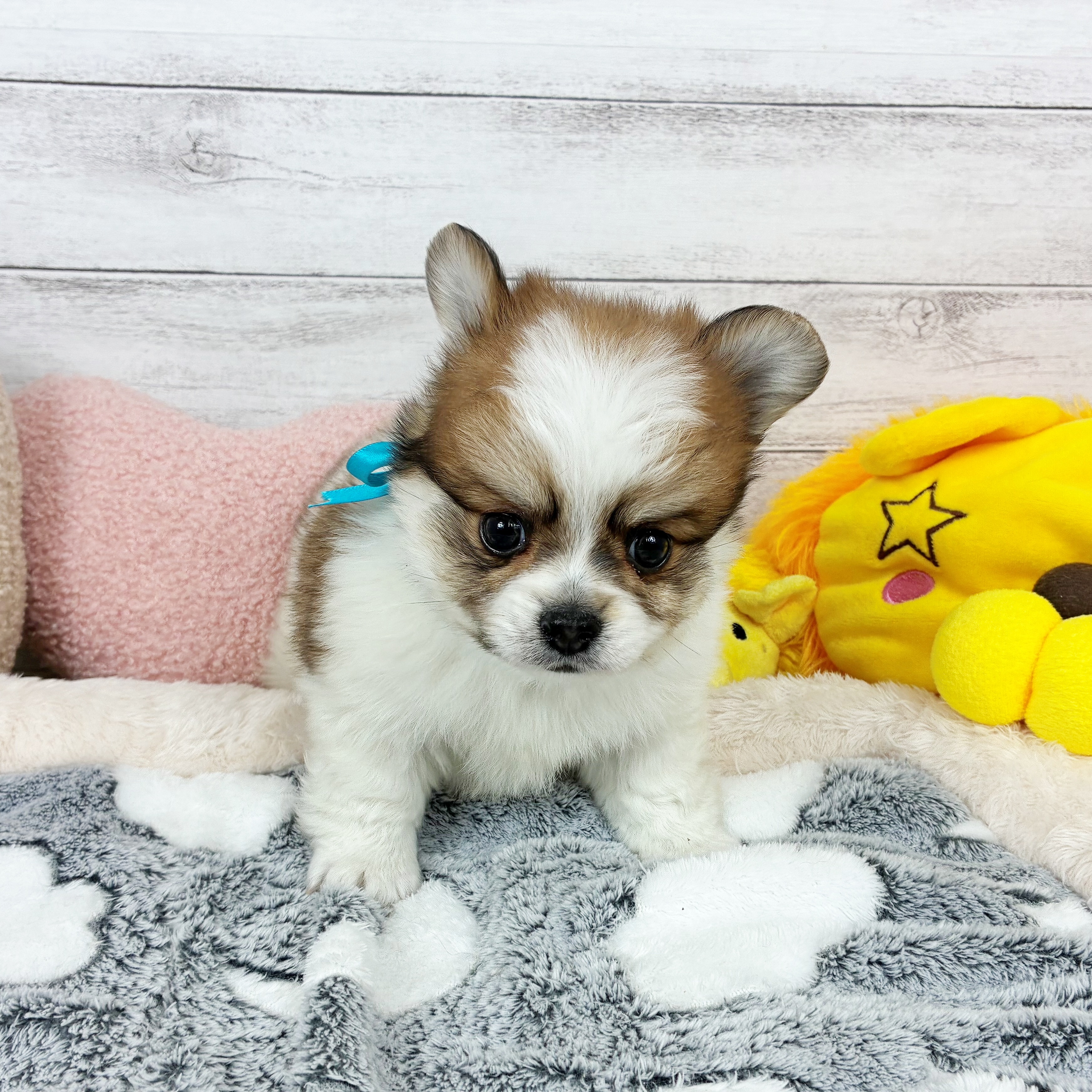 兵庫県のポメチワ/チワポメ/ポメチー(ポメラニアン×チワワ) (犬の家＆猫の里川西店/2025年12月27日生まれ/男の子/レッドホワイト)の子犬の2枚目の画像