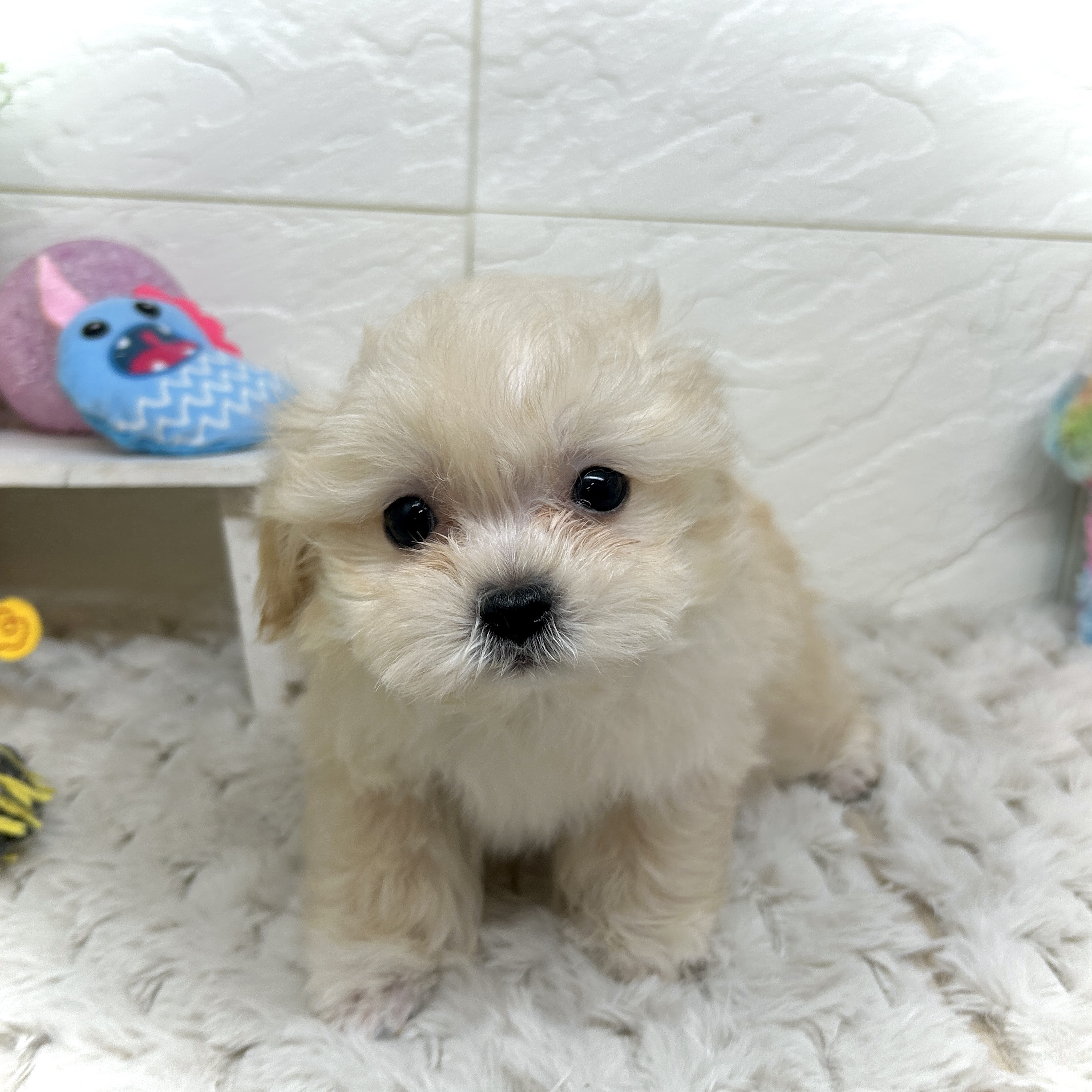 兵庫県のマルプー(マルチーズ×プードル) (犬の家＆猫の里ゆめタウン姫路店/2025年12月24日生まれ/男の子/クリーム)の子犬の2枚目の画像