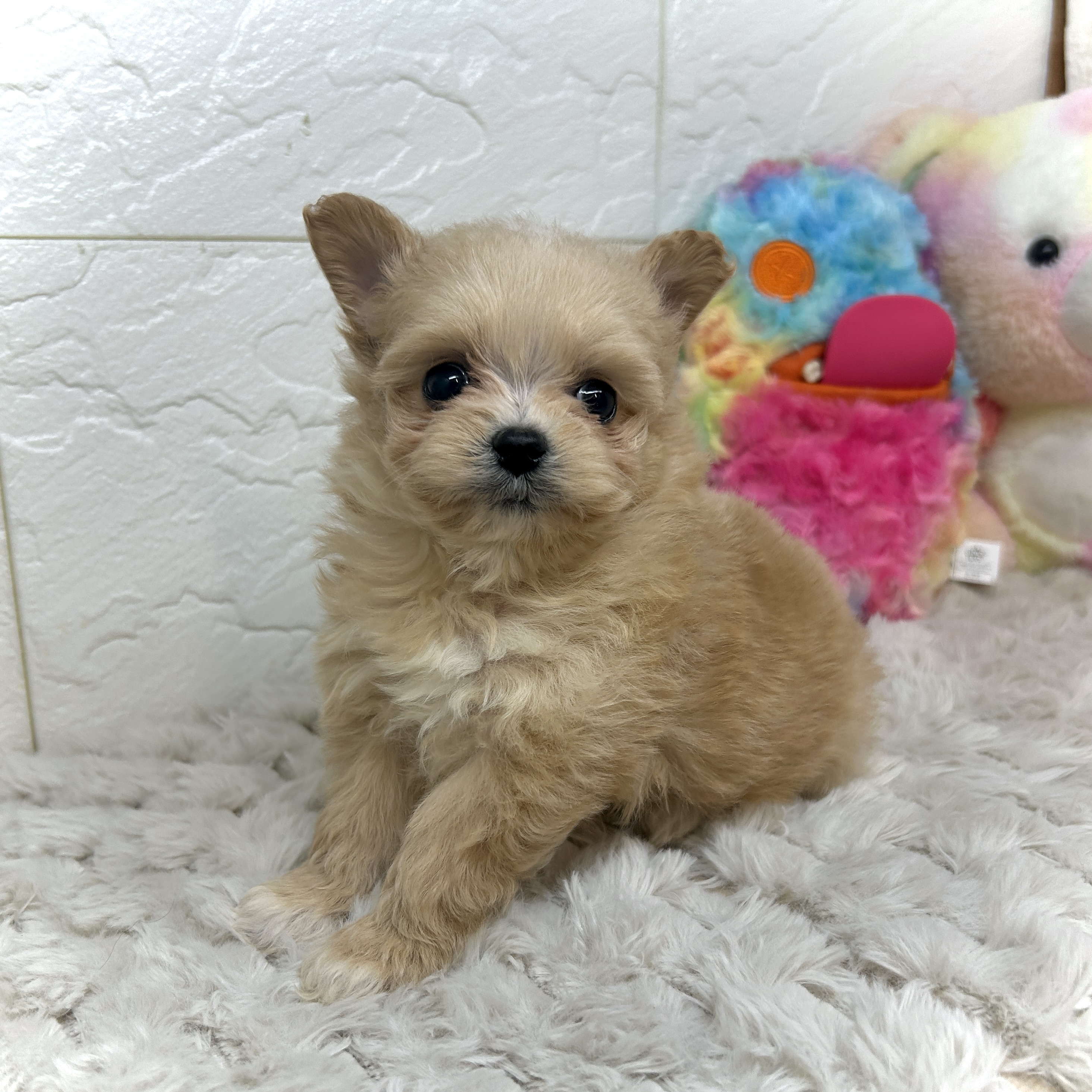 兵庫県のポメプー(ポメラニアン×プードル) (犬の家＆猫の里ゆめタウン姫路店/2025年12月26日生まれ/女の子/オレンジ)の子犬の2枚目の画像