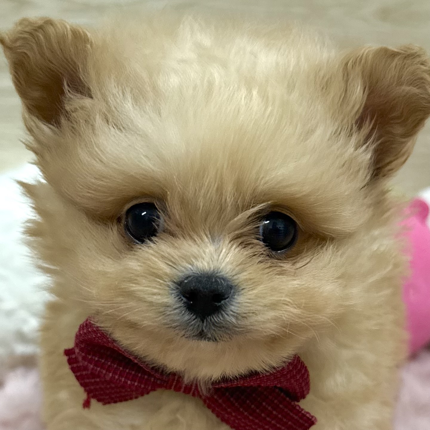 大阪府のポメプー(ポメラニアン×プードル) (犬の家＆猫の里そよら東岸和田店/2025年12月26日生まれ/男の子/オレンジ)の子犬の1枚目の画像