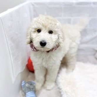 滋賀県のスタンダードプードル (犬の家＆猫の里長浜店/2025年12月28日生まれ/女の子/ペールフォーン)の子犬の1枚目の画像