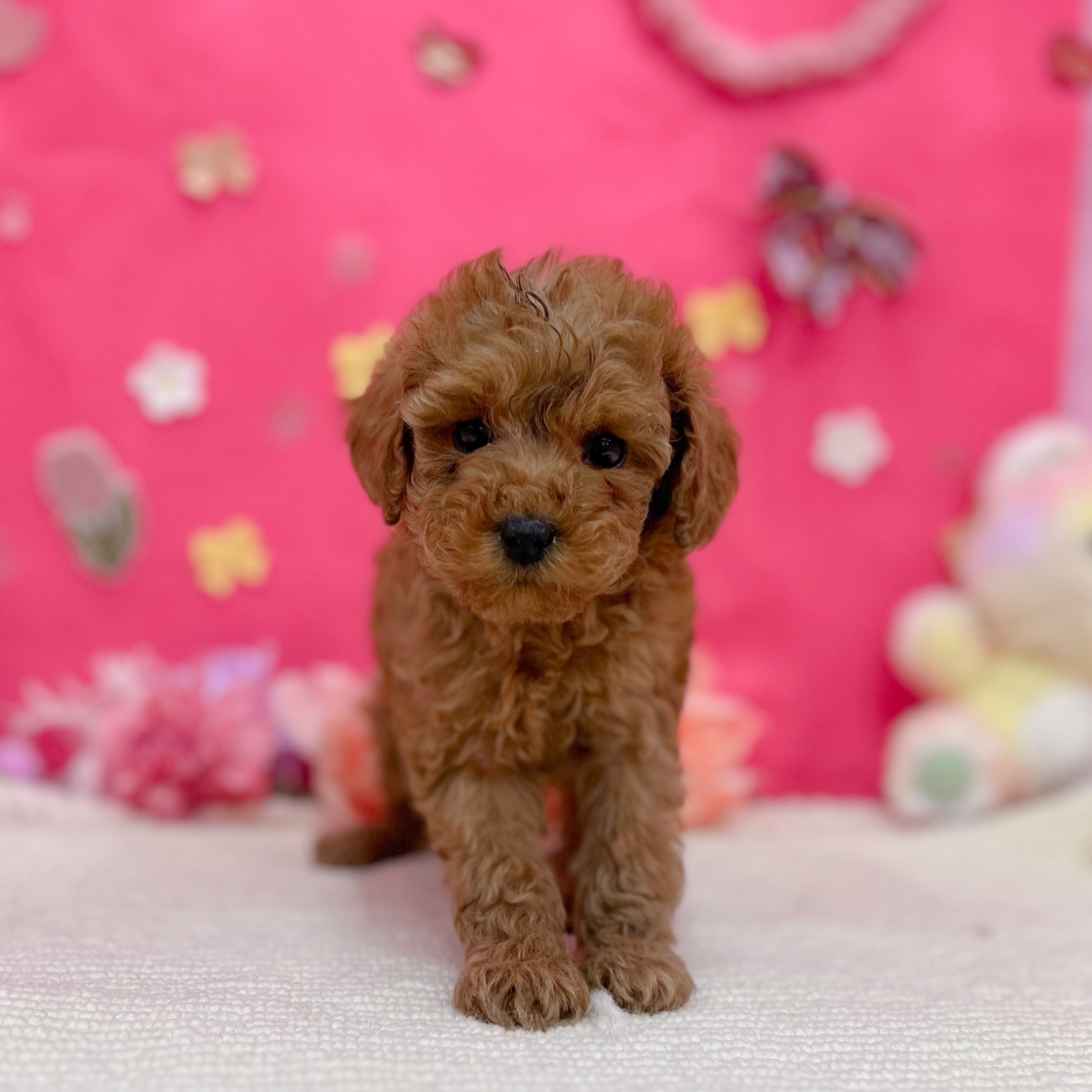 岐阜県のトイプードル(トイ) (犬の家＆猫の里岐南店/2025年12月25日生まれ/女の子/レッドフォーン)の子犬の2枚目の画像